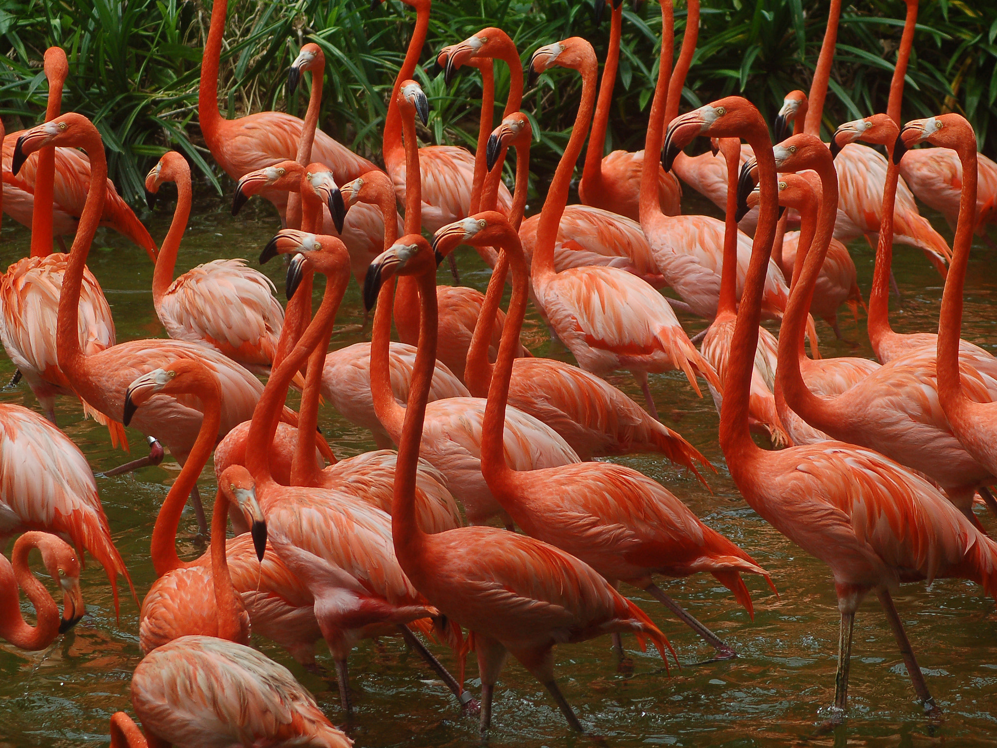 Nikon D50 sample photo. Turuncu flamingolar photography