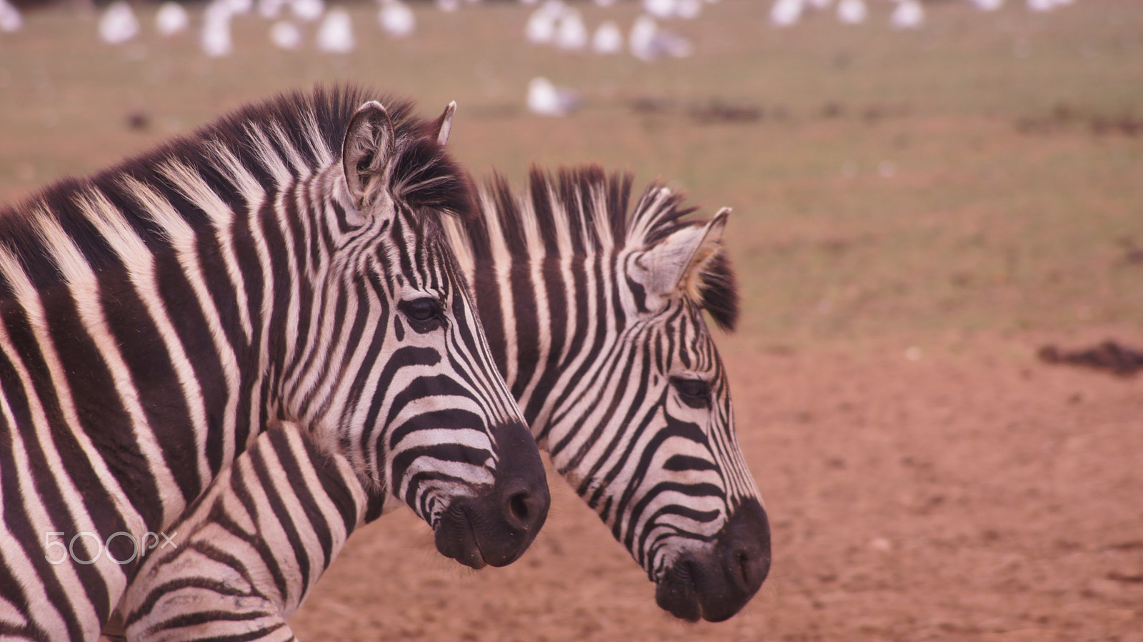 Sony DT 55-200mm F4-5.6 SAM sample photo. Zebra photography