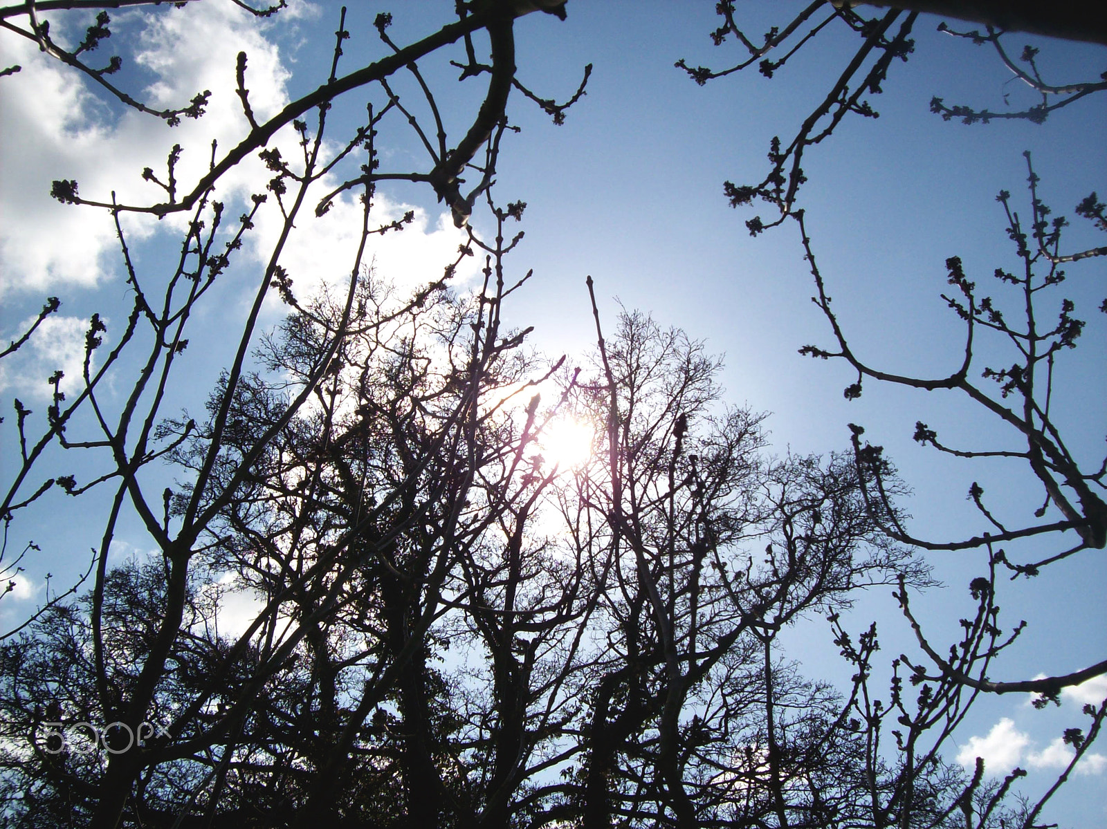 Kodak EASYSHARE C613 ZOOM DIGITAL CAMERA sample photo. Silhouette trees photography