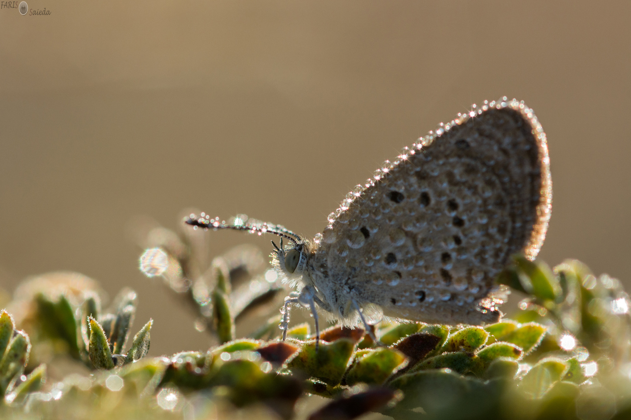 Nikon D7100 + Sigma 105mm F2.8 EX DG Macro sample photo. Macro photography