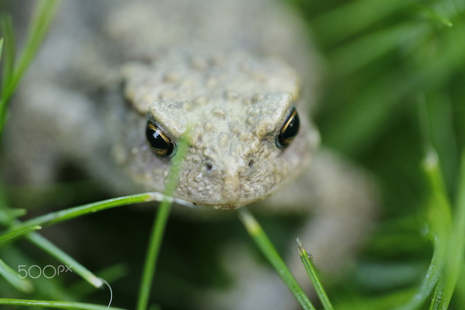 Canon EOS 70D + Sigma APO Macro 180mm F2.8 EX DG OS HSM sample photo. Common toad in the grass photography