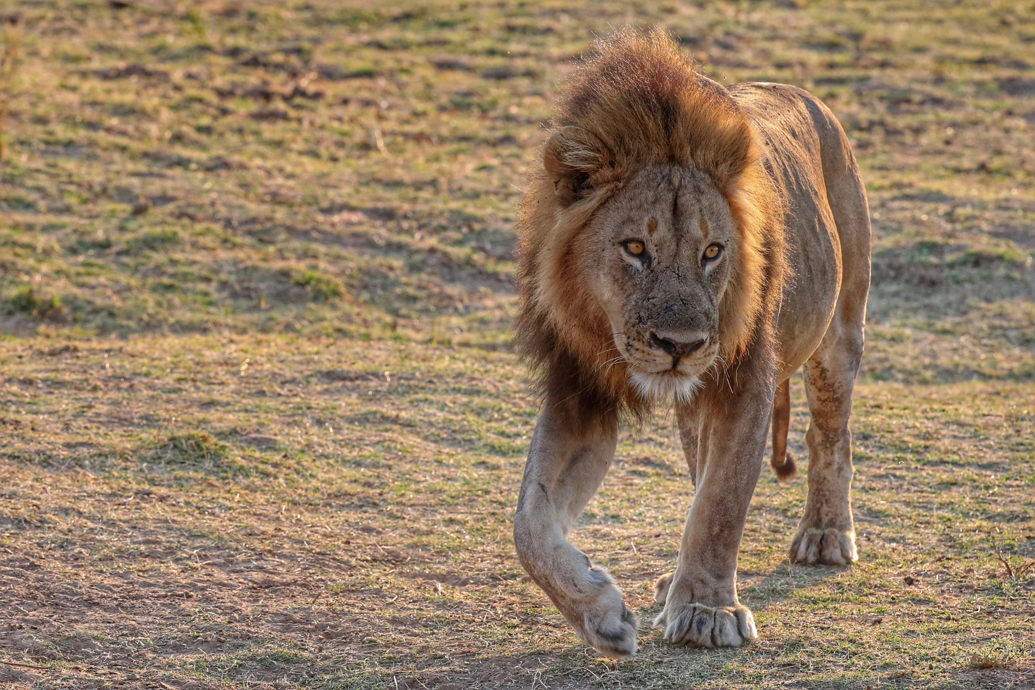 Canon EOS-1D X Mark II sample photo. A mail on lion hunts in the golden light of morning with zambia's south luangwa national park. photography