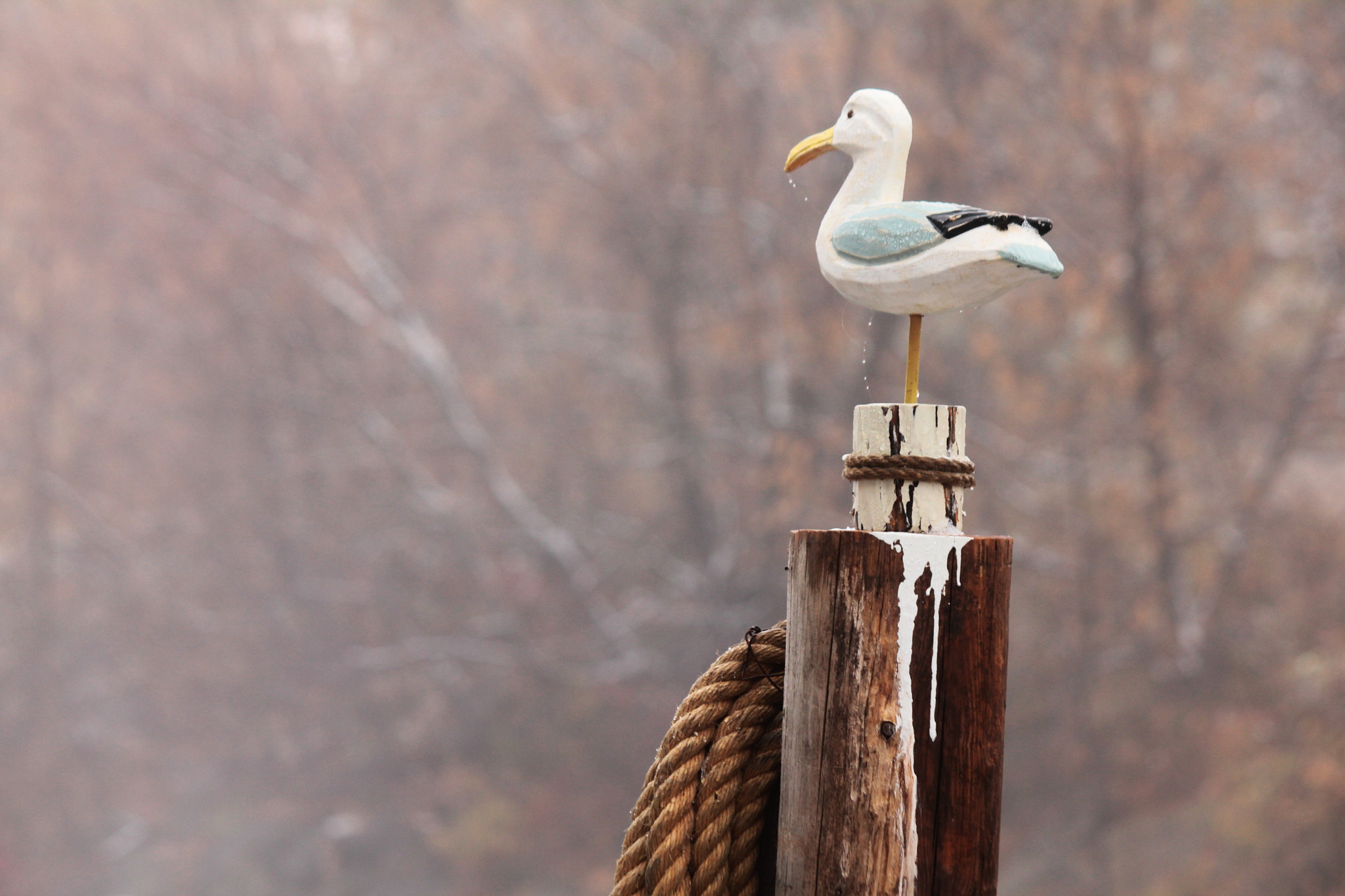 Canon EF-S 55-250mm F4-5.6 IS II sample photo. Frozen gull photography
