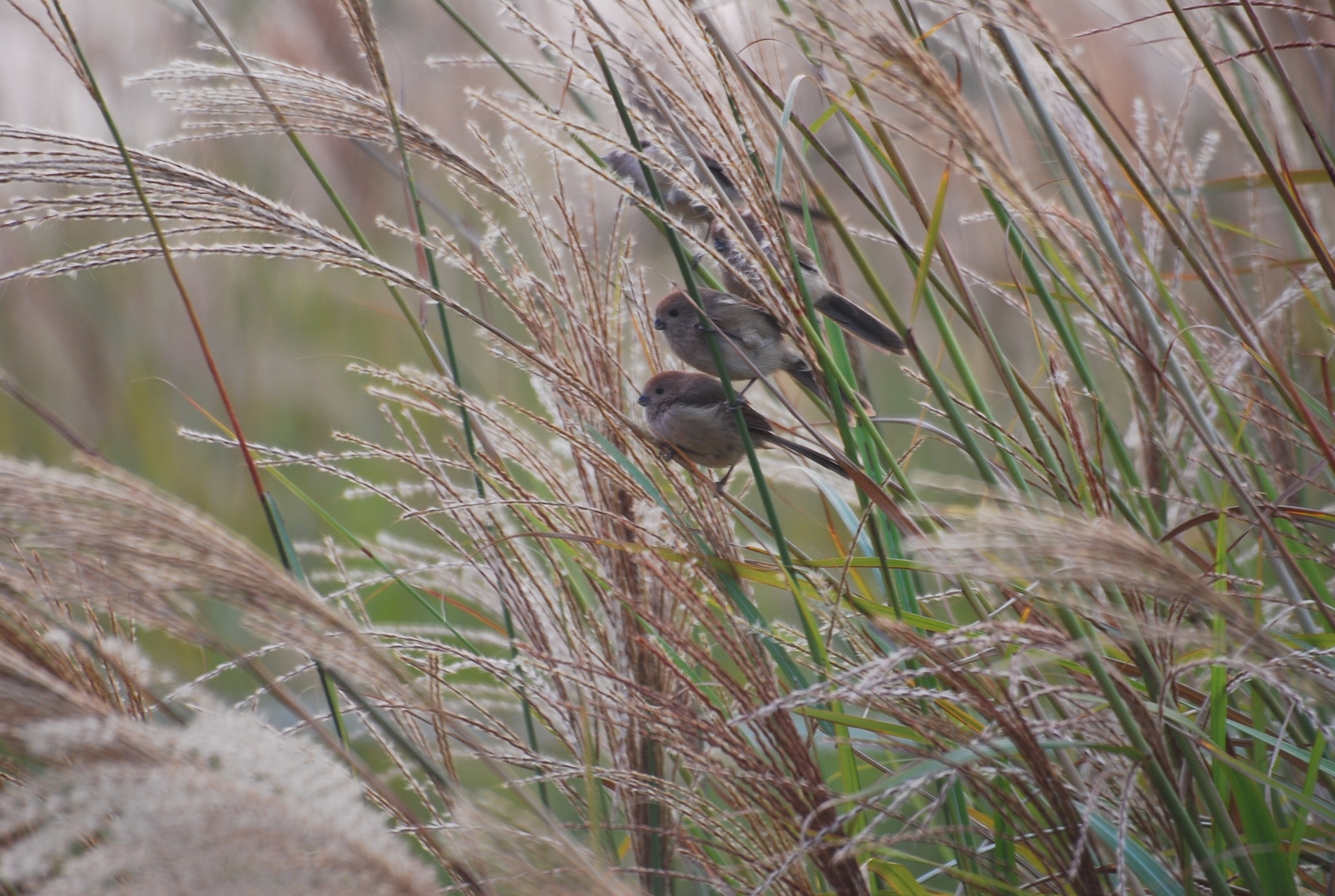 Sigma 70-300mm F4-5.6 APO DG Macro sample photo. 붉은머리오목눈이 photography