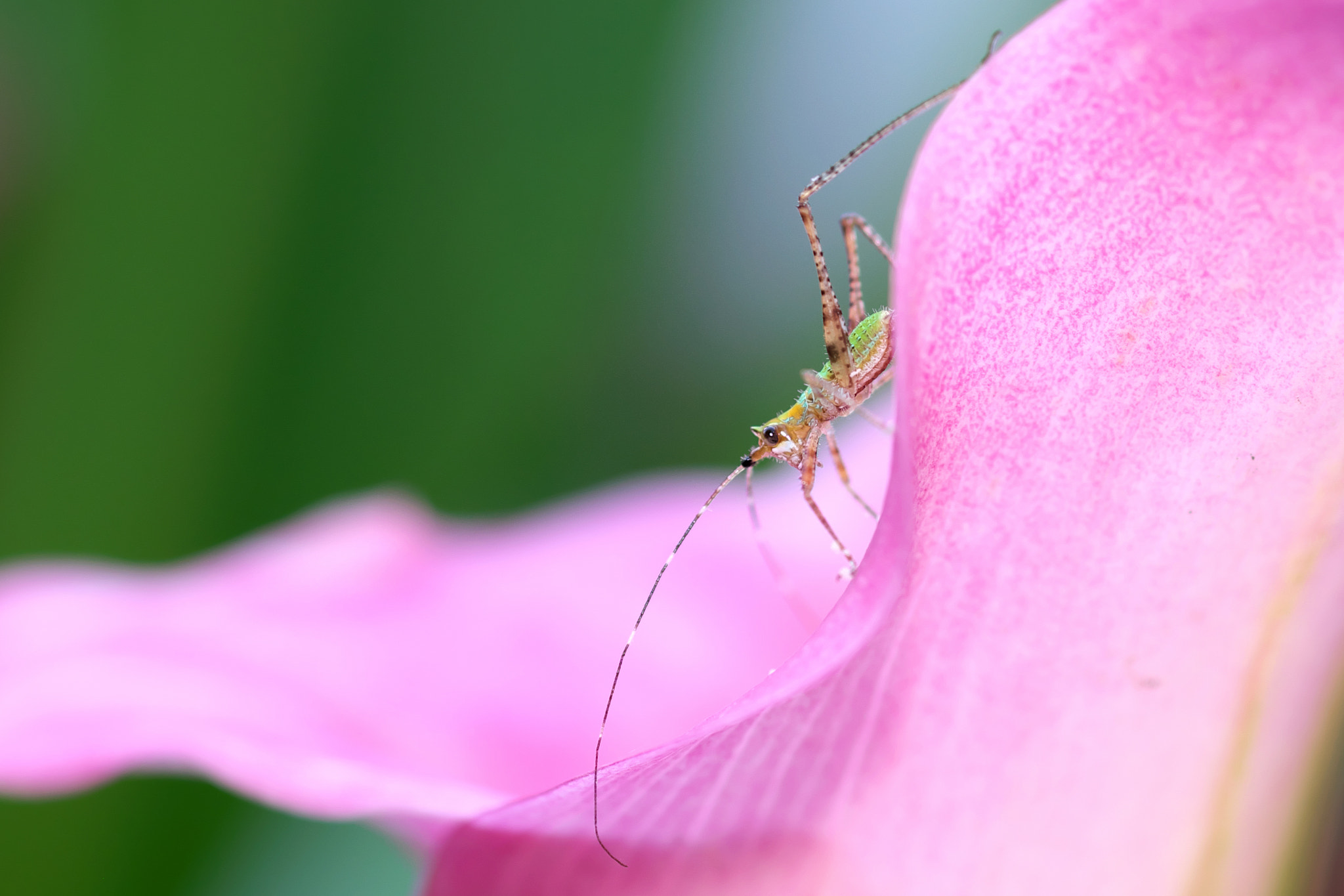 Fujifilm X-T1 + Fujifilm XF 60mm F2.4 R Macro sample photo. A common curiosity photography