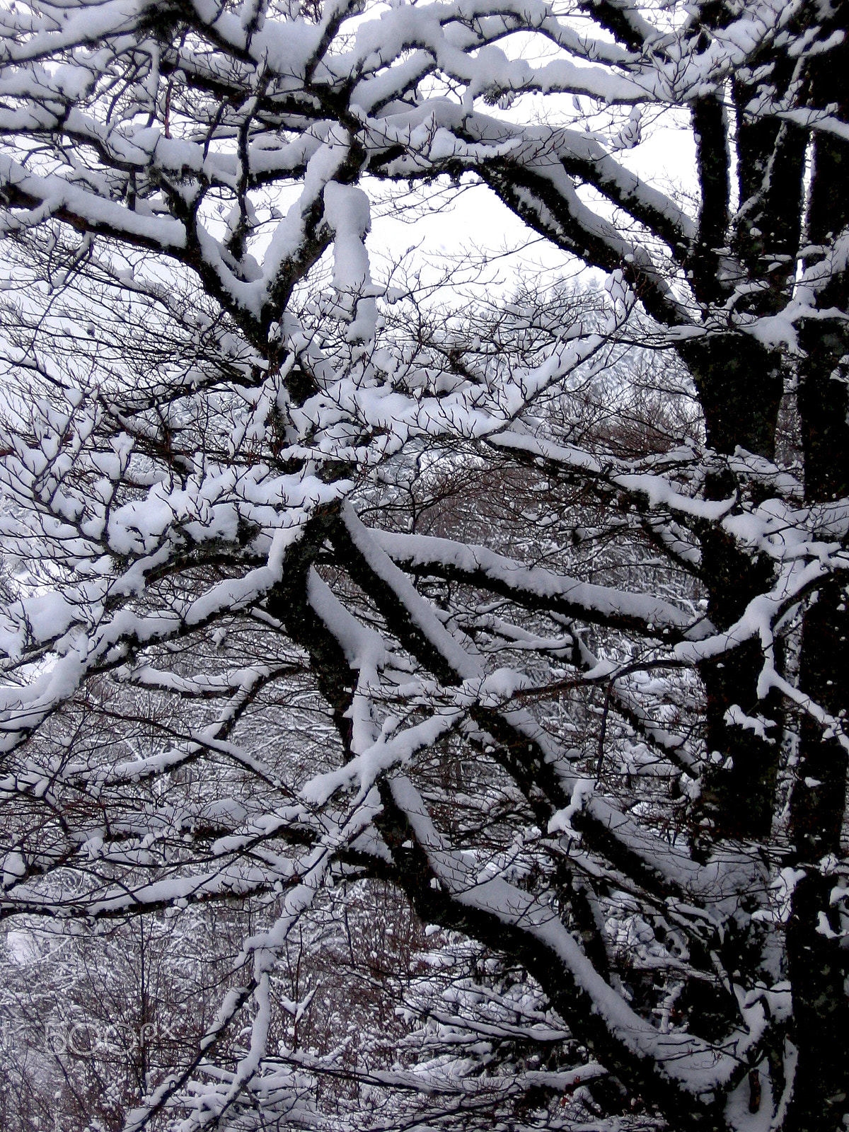 Canon POWERSHOT A520 sample photo. Snow covered branches photography