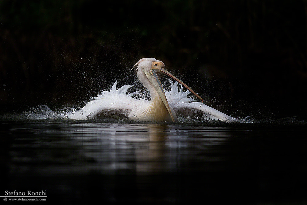 Canon EF 300mm F2.8L IS USM sample photo. Water game's photography