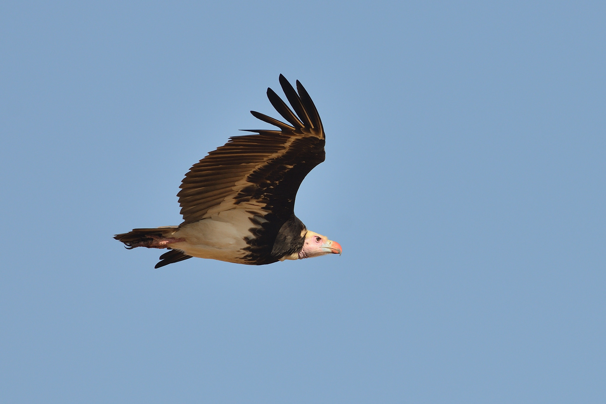 Nikon D800 + Nikon AF-S Nikkor 500mm F4G ED VR sample photo. White-headed vulture in flight photography