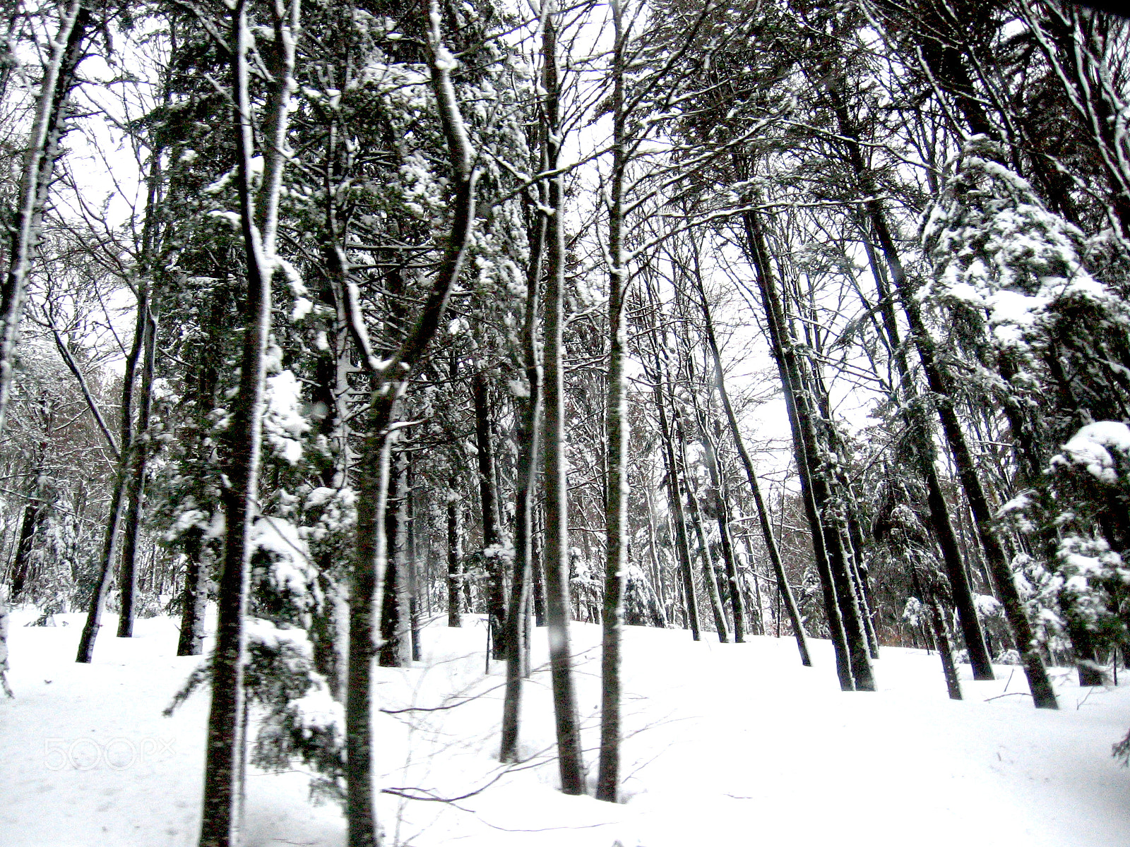 Canon POWERSHOT A520 sample photo. Snowy trees photography