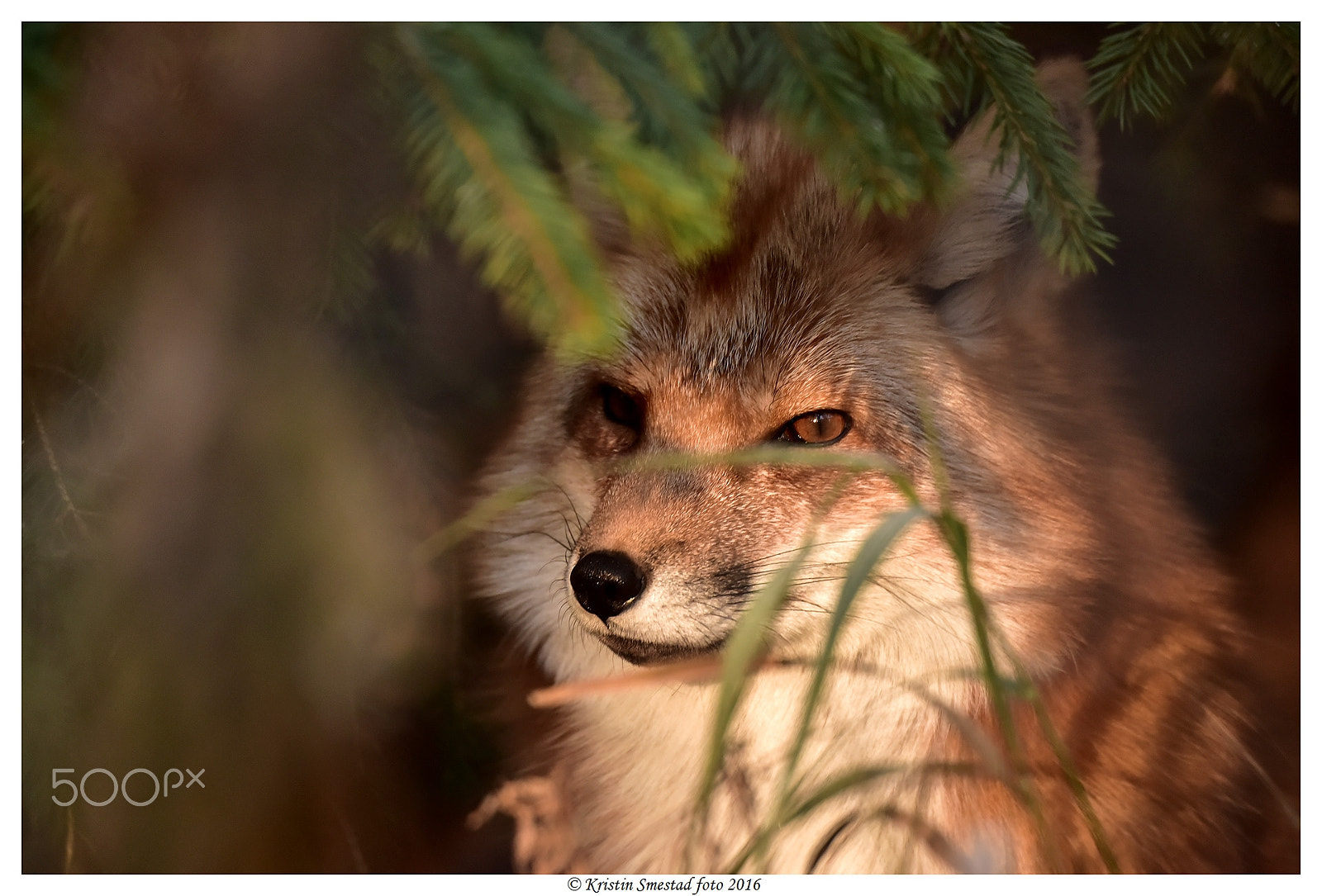 Sigma 50-500mm F4.5-6.3 DG OS HSM sample photo. Nordic animal photography