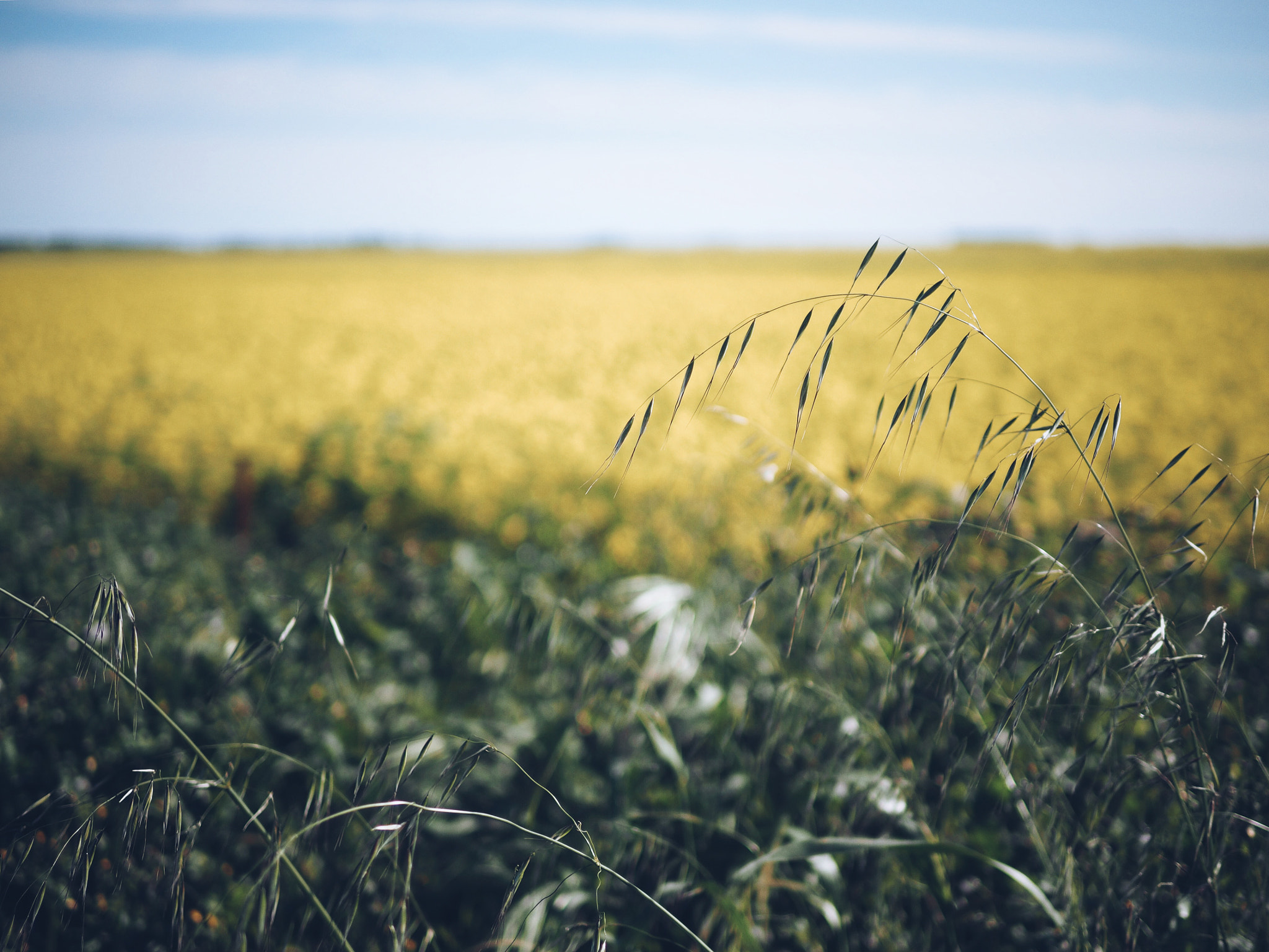 Olympus OM-D E-M5 II + Panasonic Leica DG Summilux 25mm F1.4 II ASPH sample photo. Golden countryside photography