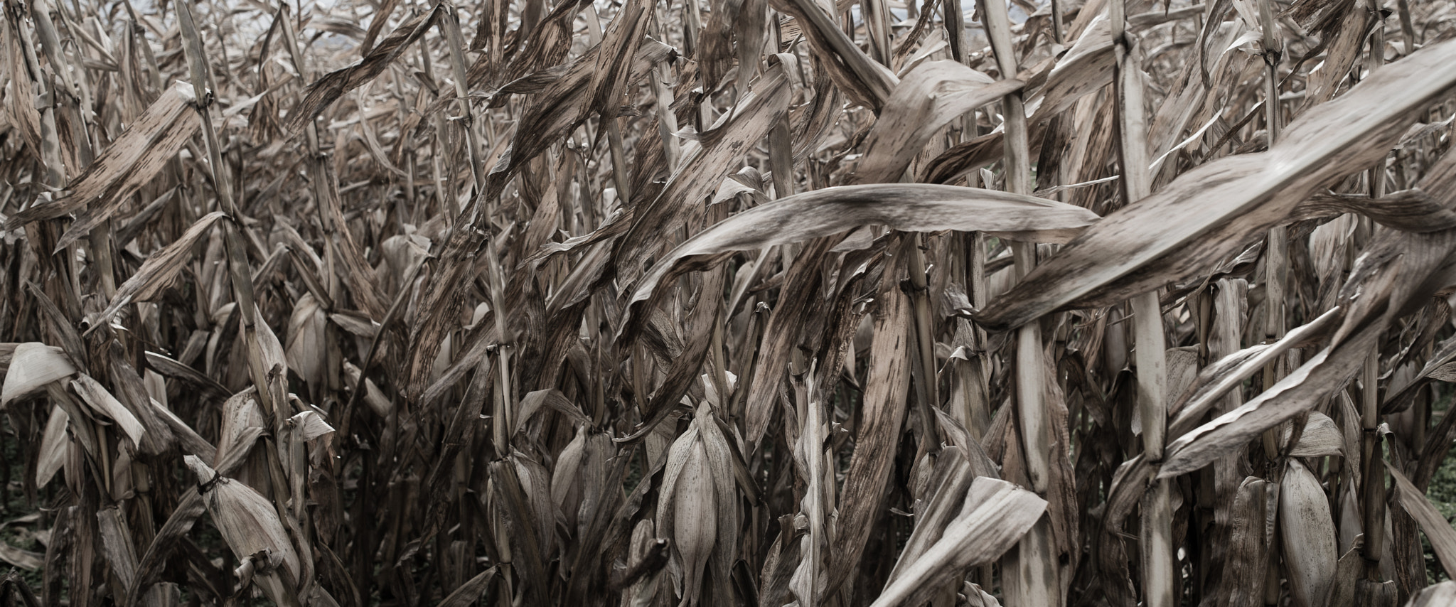 Nikon D800 + Nikon AF Nikkor 35mm F2D sample photo. The maze photography
