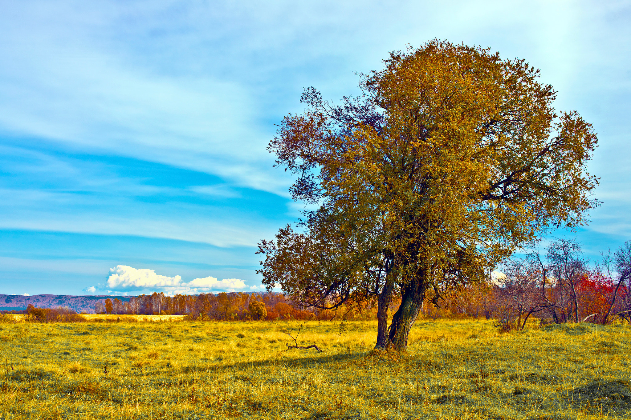 Sony Alpha DSLR-A850 + Sigma 50mm F1.4 EX DG HSM sample photo. Lonely tree photography