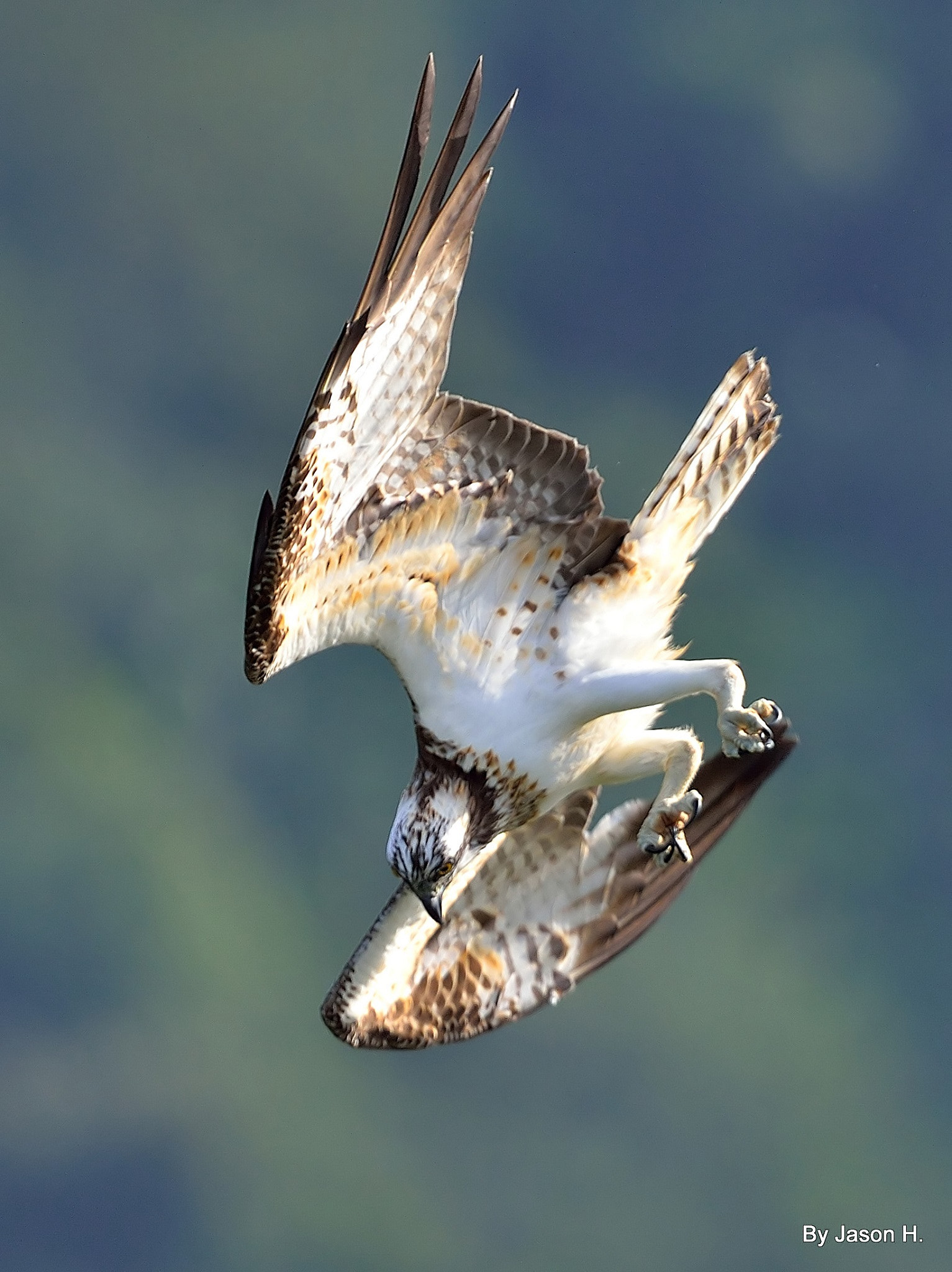Nikon D4 + Nikon AF-S Nikkor 500mm F4G ED VR sample photo. Osprey photography
