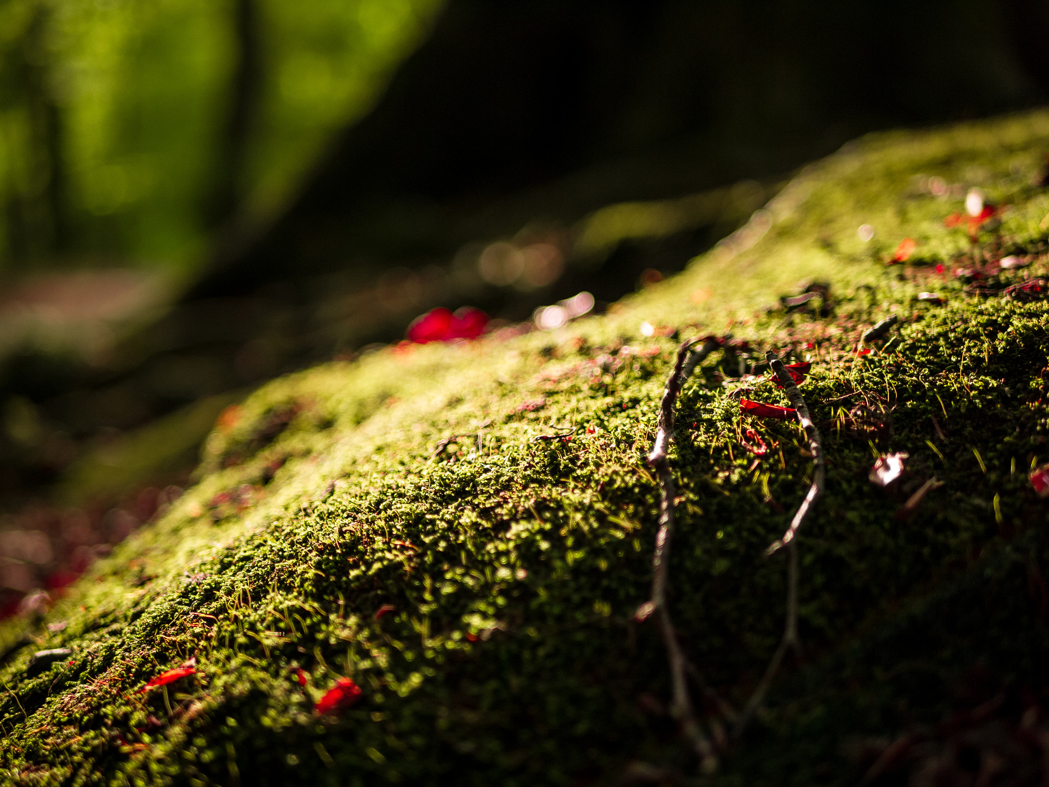 Panasonic Lumix DMC-G10 + LUMIX G 25/F1.7 sample photo. Moss photography