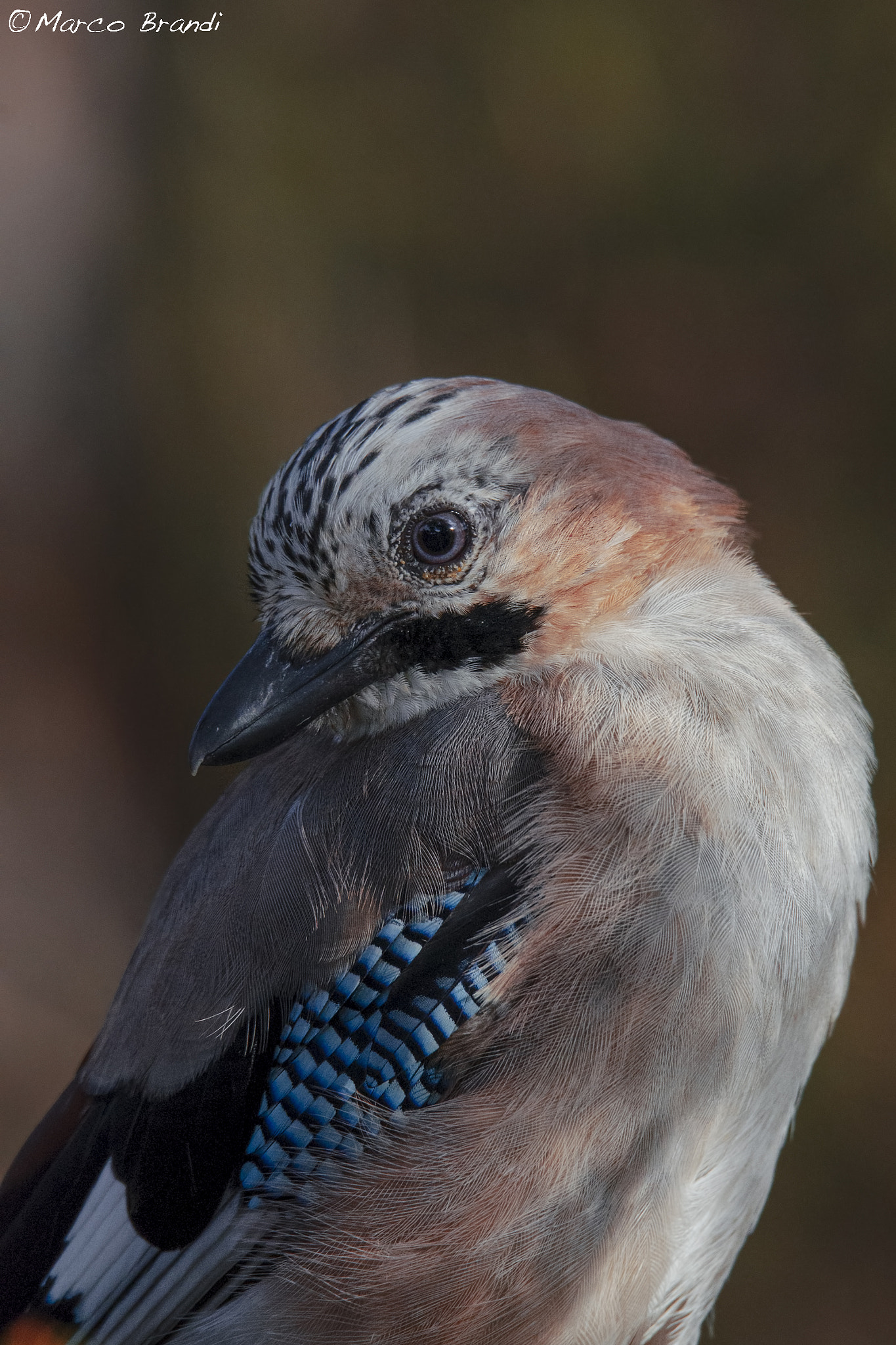 Sigma 150-600mm F5-6.3 DG OS HSM | S sample photo. Ghiandaia - jay photography