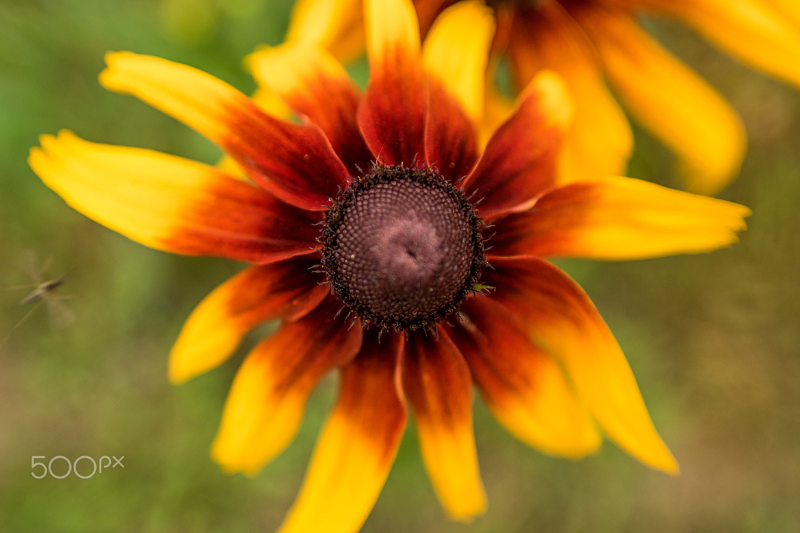 Canon EOS 7D Mark II + Sigma 20mm EX f/1.8 sample photo. Amber flower photography