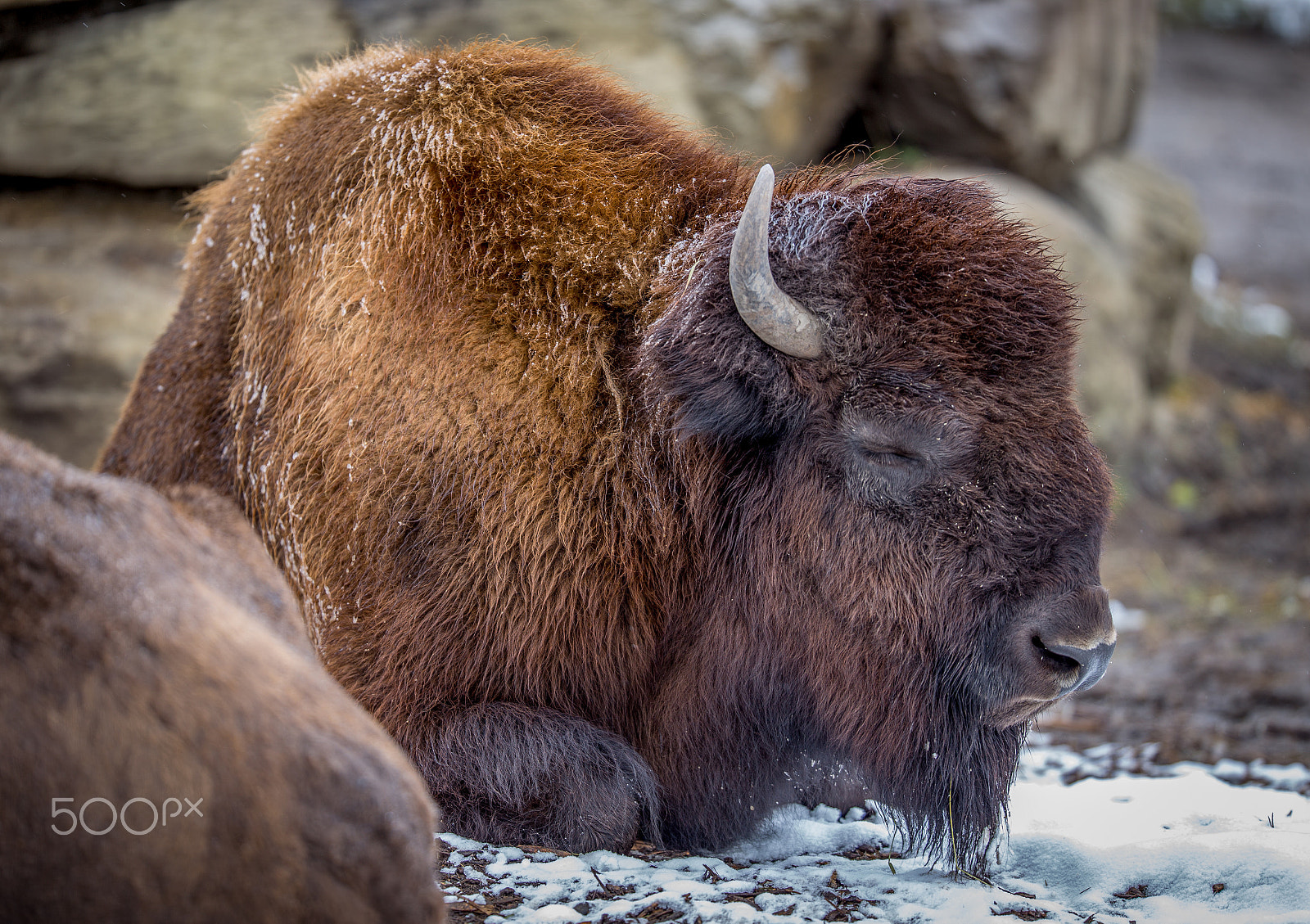 Canon EOS 6D + Canon EF 200mm F2L IS USM sample photo. Wishful dreams of hibernation photography