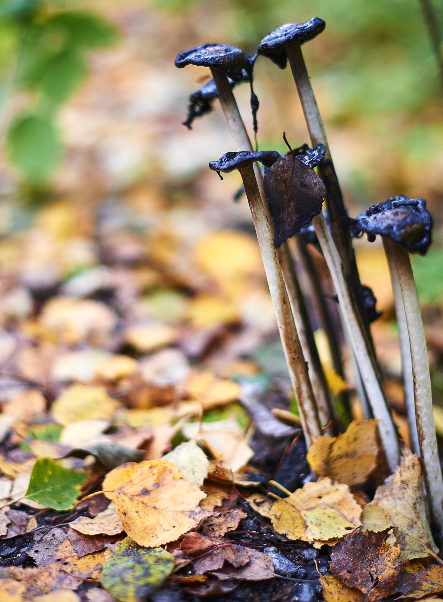 Nikon AF-S Nikkor 50mm F1.4G sample photo. Mushrooms photography