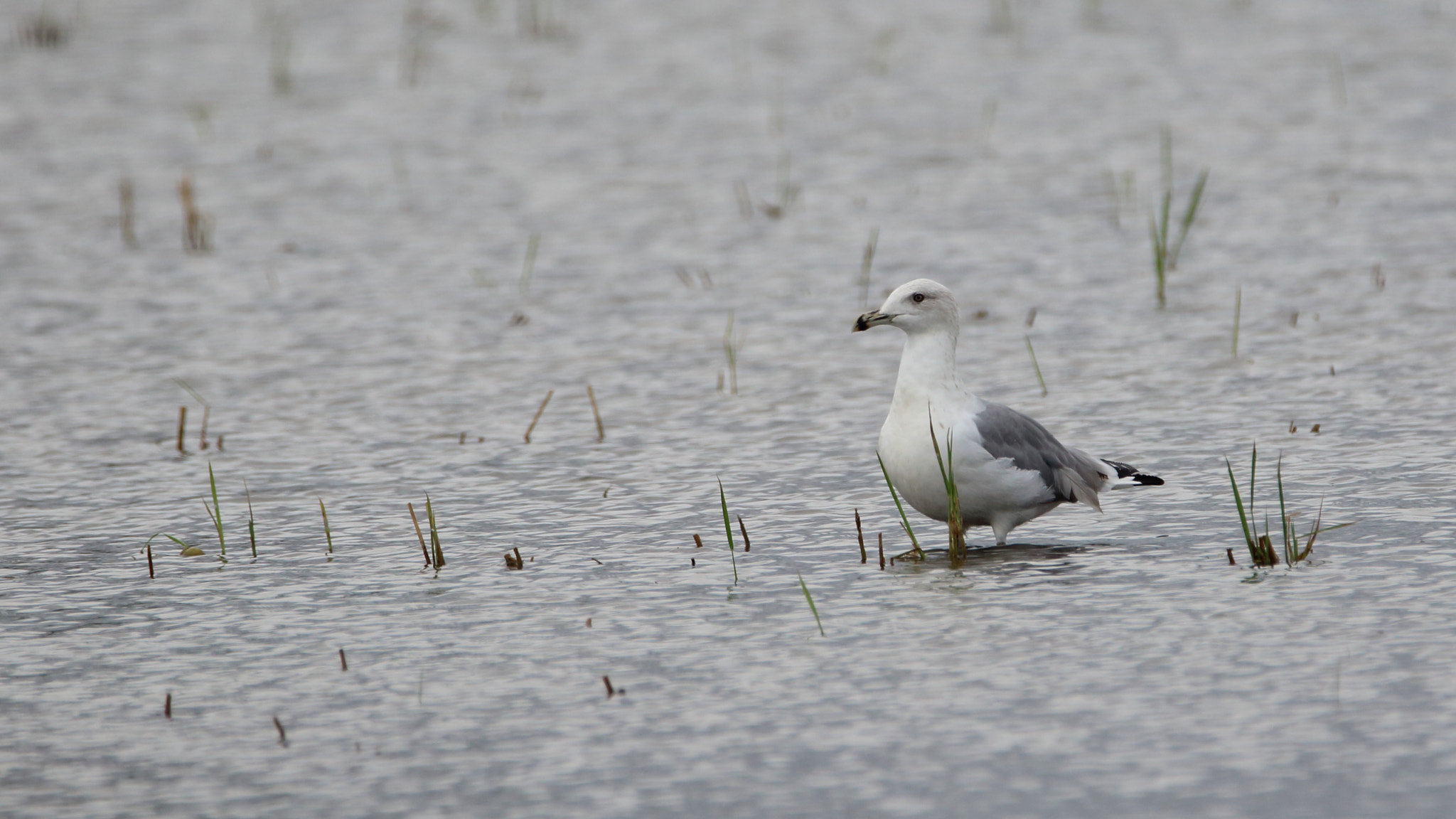 Tamron SP 150-600mm F5-6.3 Di VC USD sample photo. Larus michaellis (gaviota patiamarilla) tercer año photography