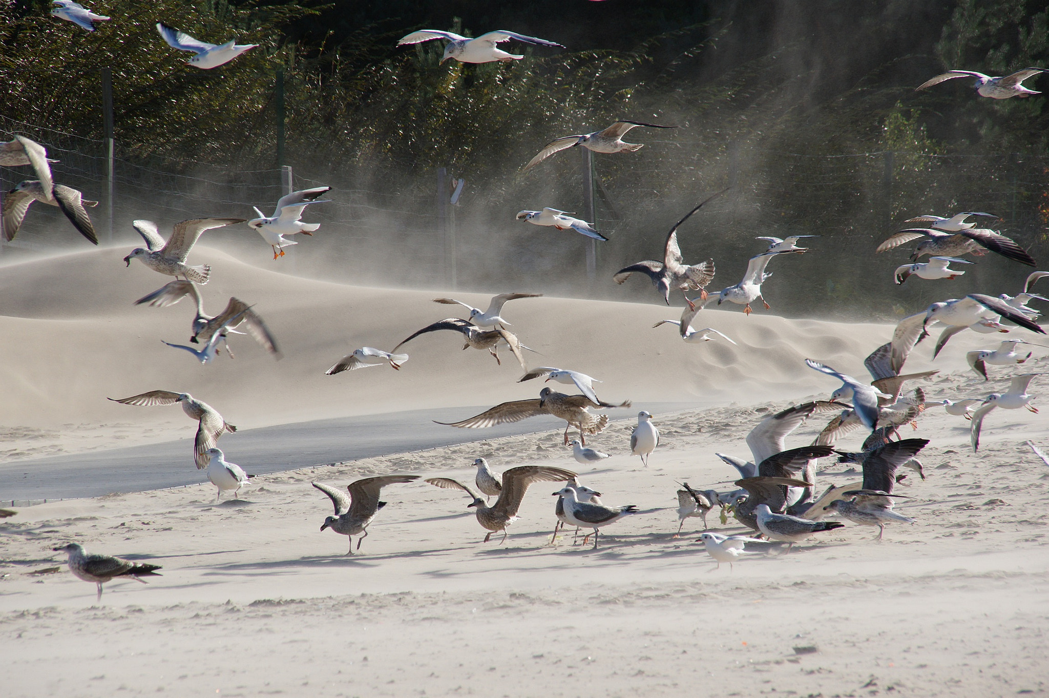 Sony Alpha DSLR-A450 sample photo. Seagulls. photography