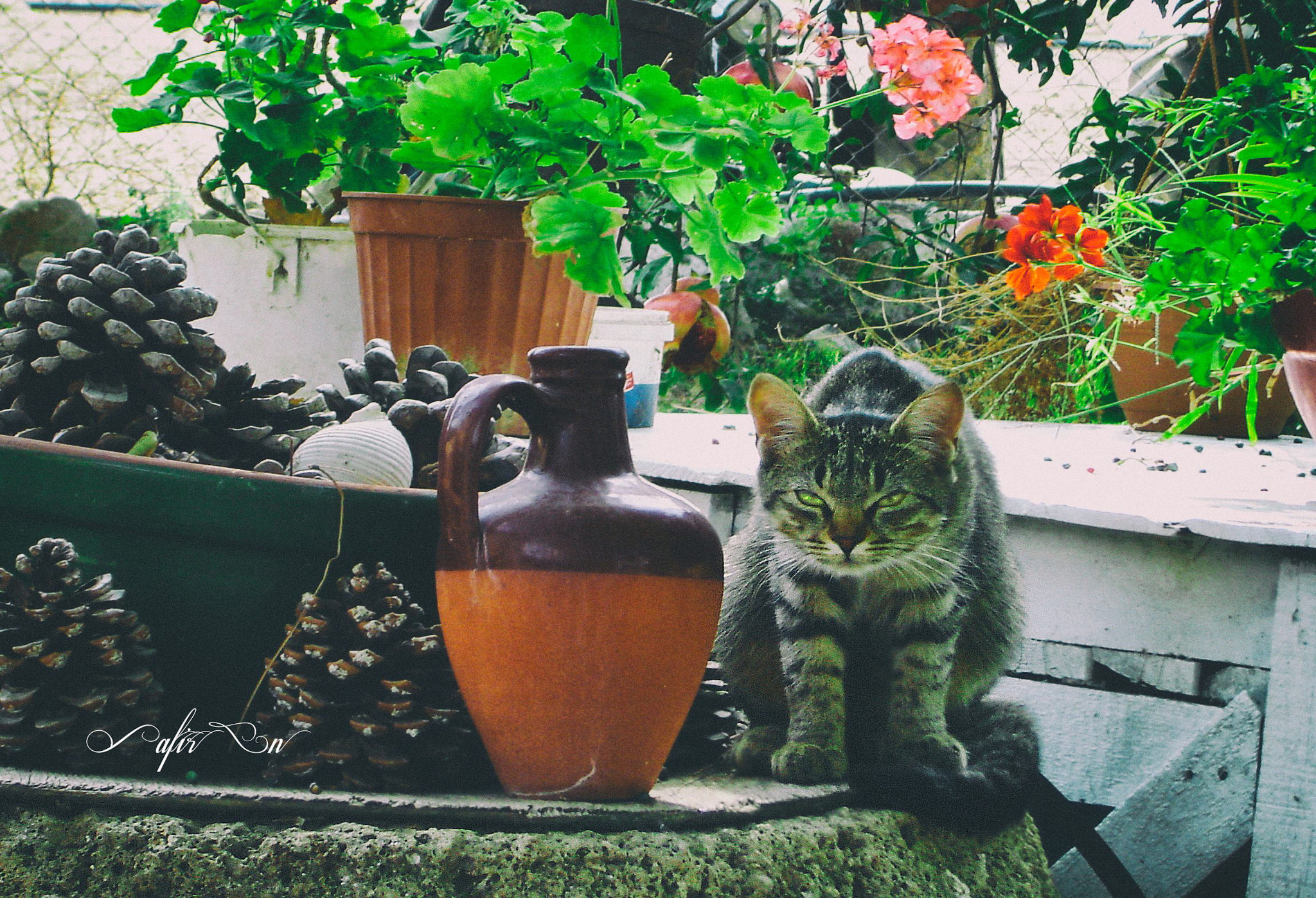 Sony DSC-P73 sample photo. What does he mean? photography
