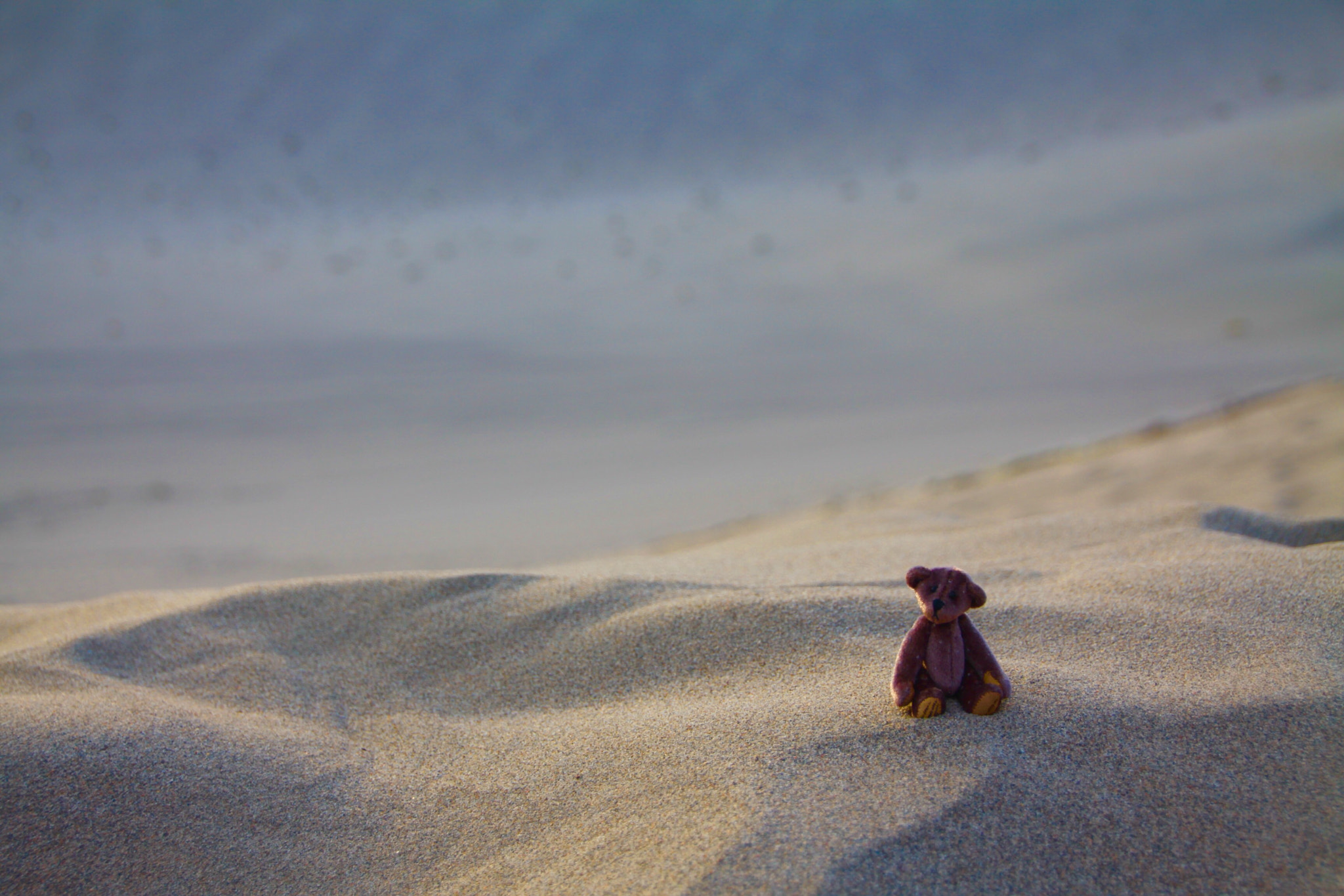 Canon 18-250mm sample photo. Little bear photography