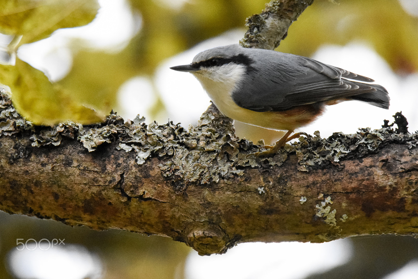 Tamron SP 150-600mm F5-6.3 Di VC USD sample photo. Sitta europaea photography