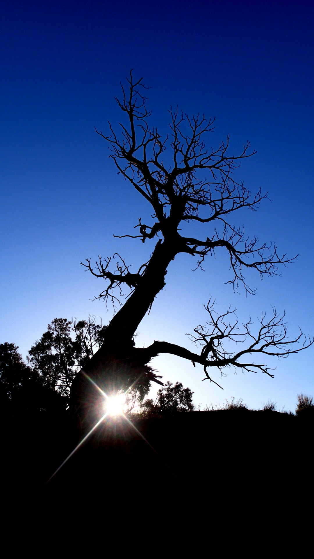 Olympus TG-1 sample photo. Black tree photography