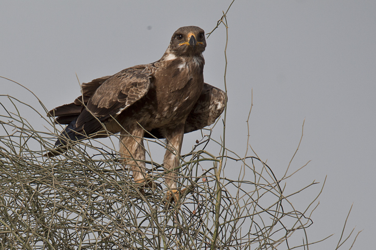 Tamron SP 150-600mm F5-6.3 Di VC USD sample photo. Tawny eagle photography