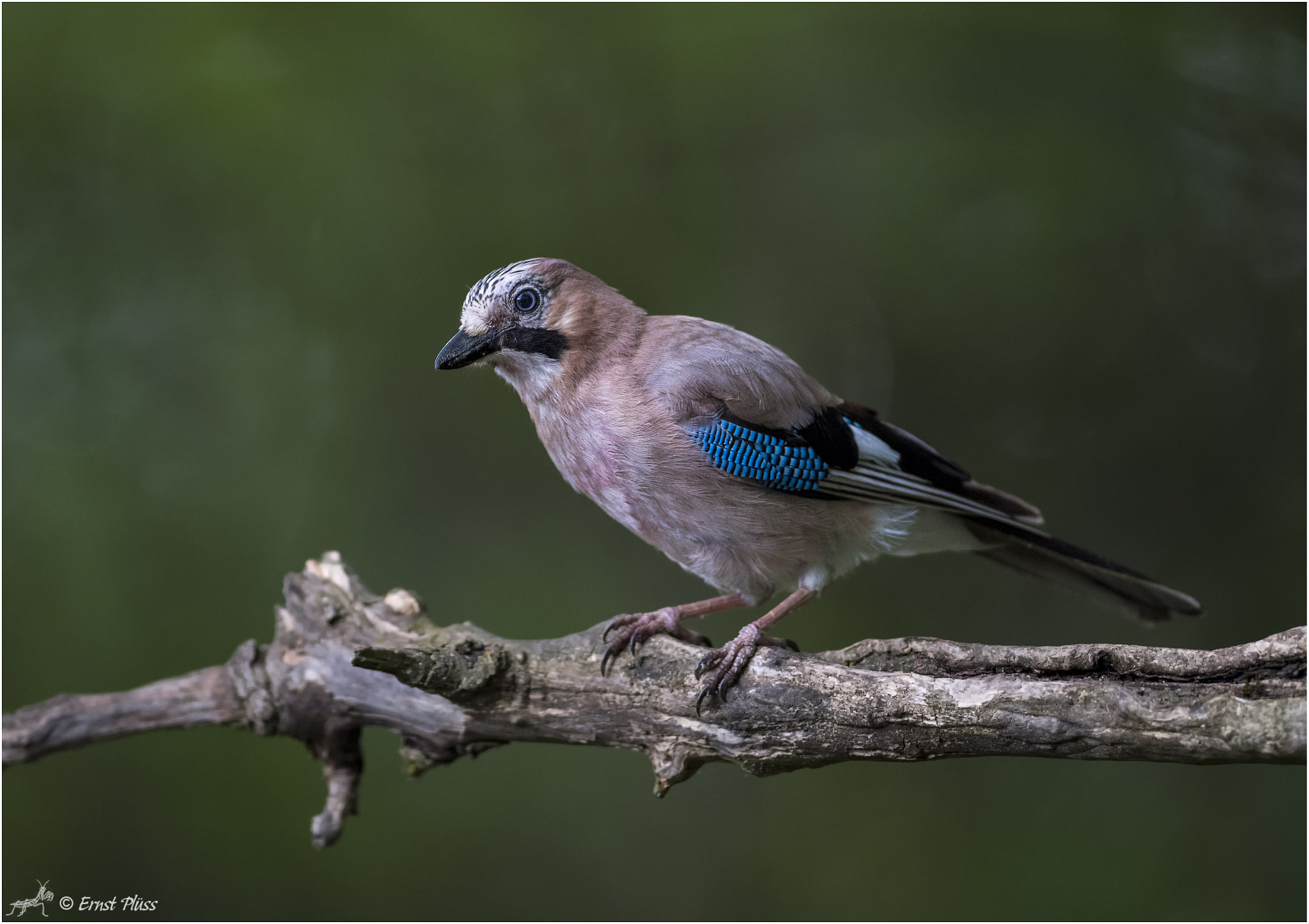 Nikon AF-S Nikkor 300mm F2.8G ED VR II sample photo. Eurasian jay photography