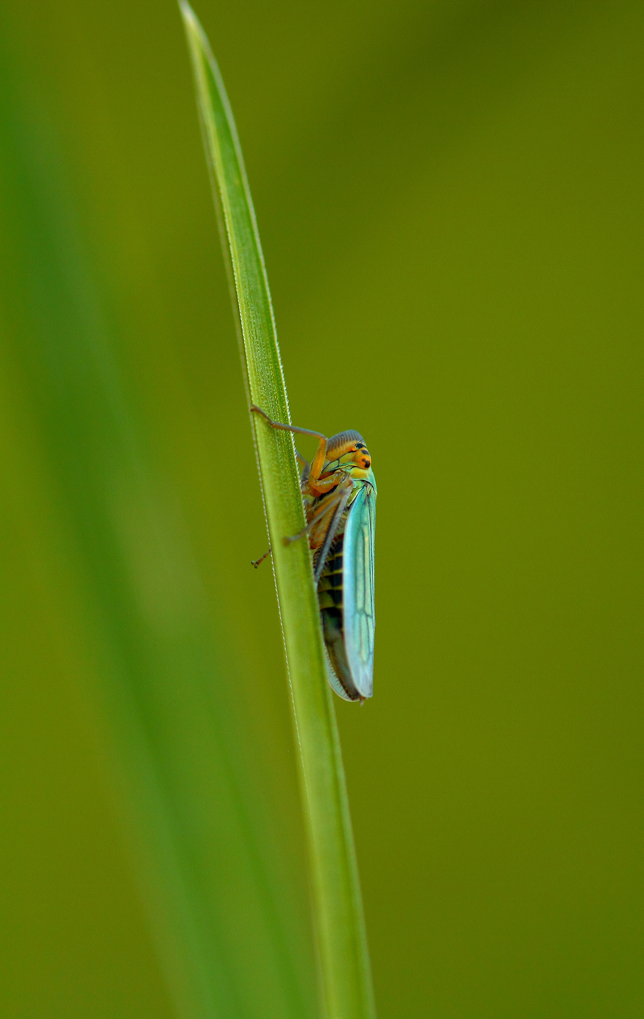 Canon EF 100mm F2.8 Macro USM sample photo. Leafhopper...... photography