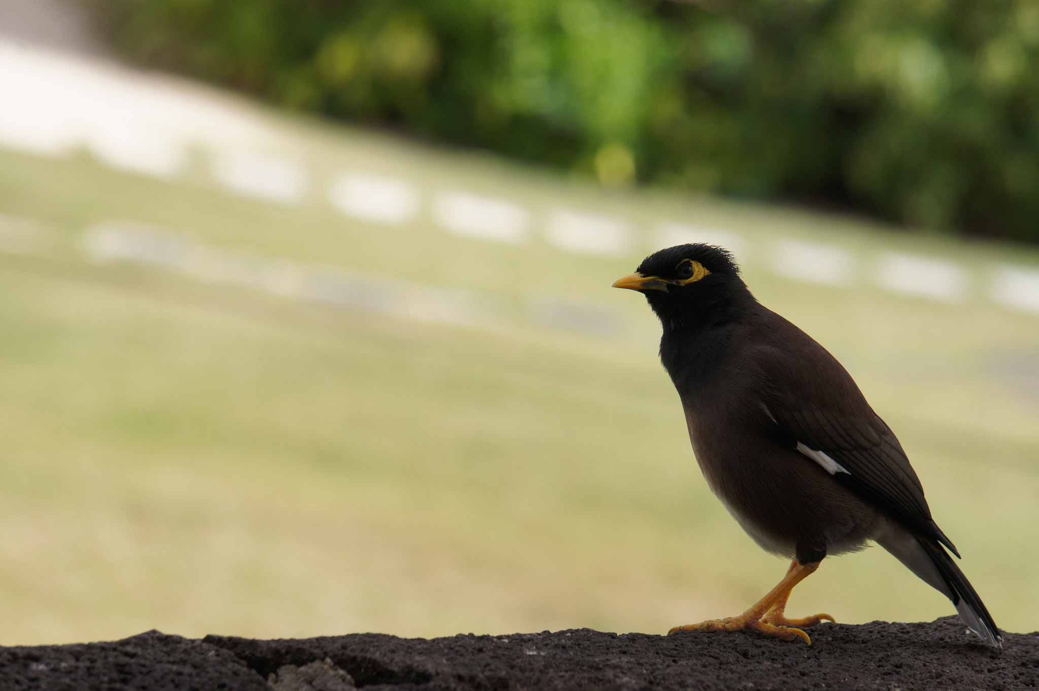 Sony Alpha NEX-5 + Sony FE 24-240mm F3.5-6.3 OSS sample photo. Bird in mauritius photography