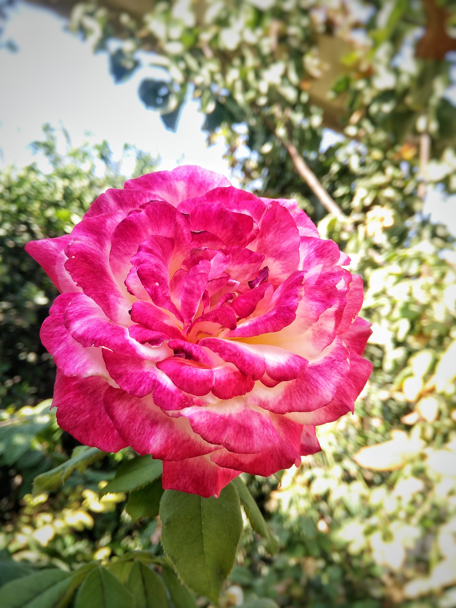 OPPO Find7 sample photo. Love .. photography