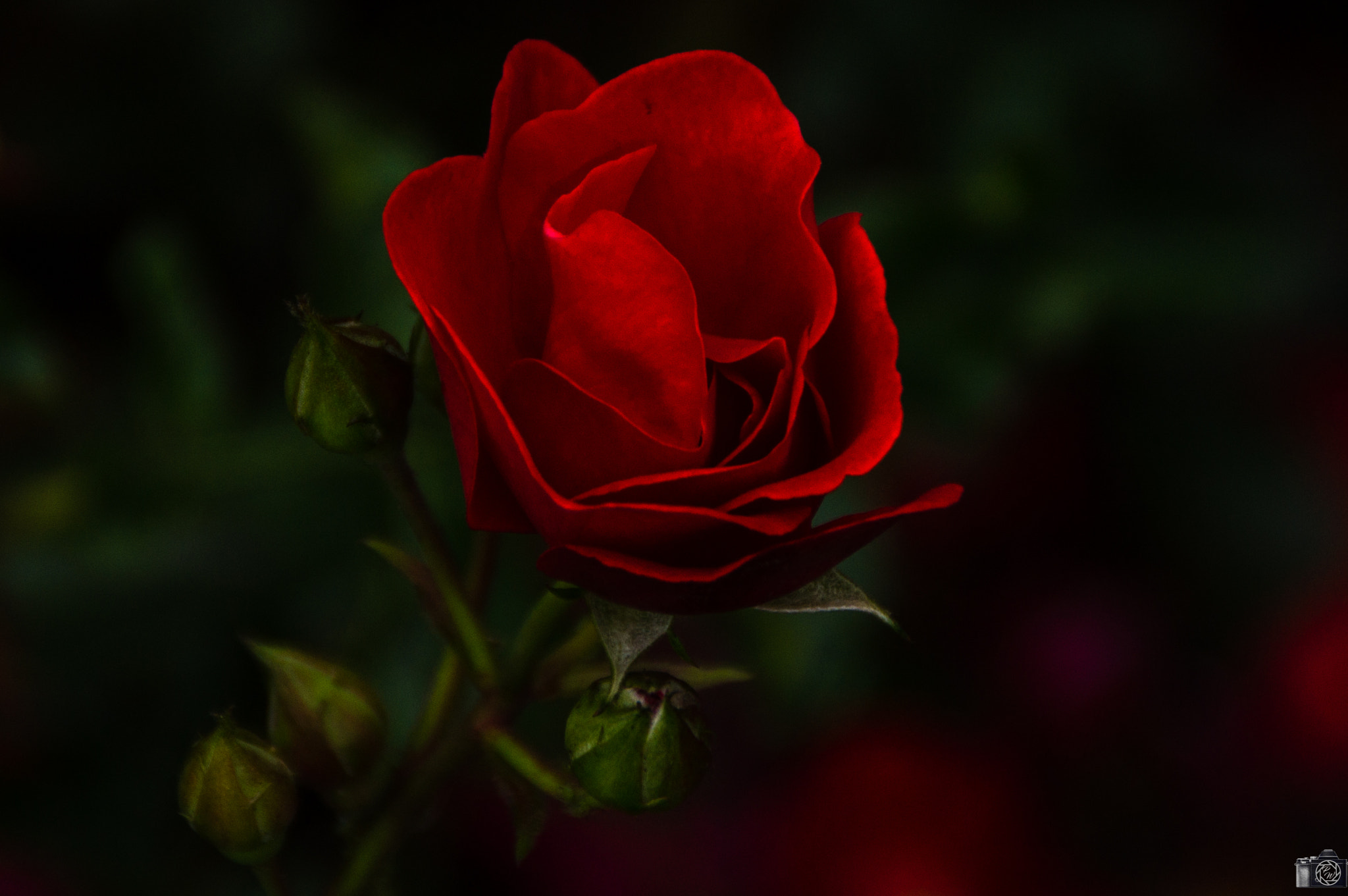 Sony SLT-A37 sample photo. Red rose photography