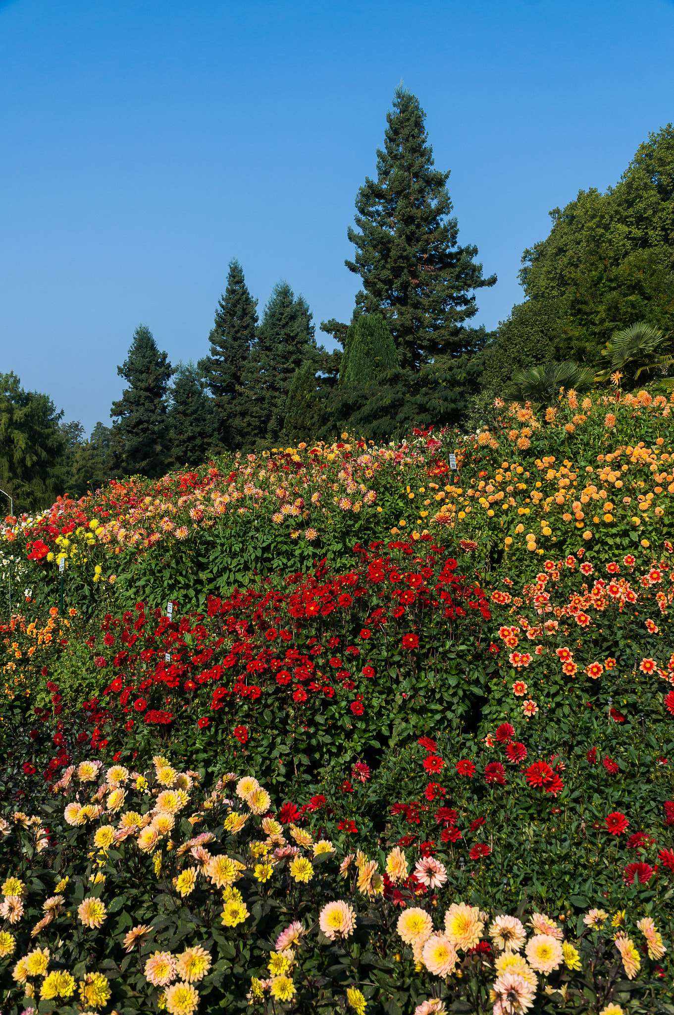 Sony Alpha NEX-6 + Sony E PZ 18-105mm F4 G OSS sample photo. Bel automne ii photography