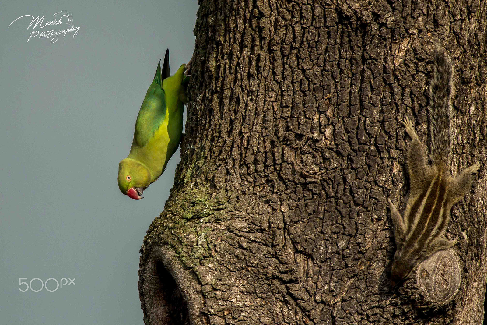Canon EF 100-400mm F4.5-5.6L IS USM sample photo. Parrot & squarial photography