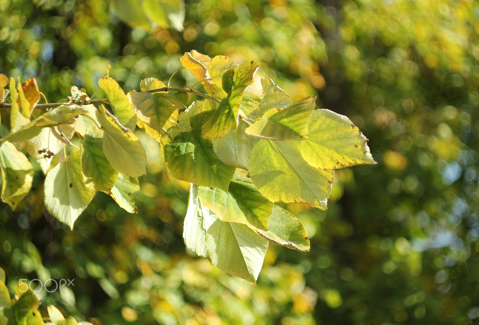 Canon EF 35-80mm f/4-5.6 sample photo