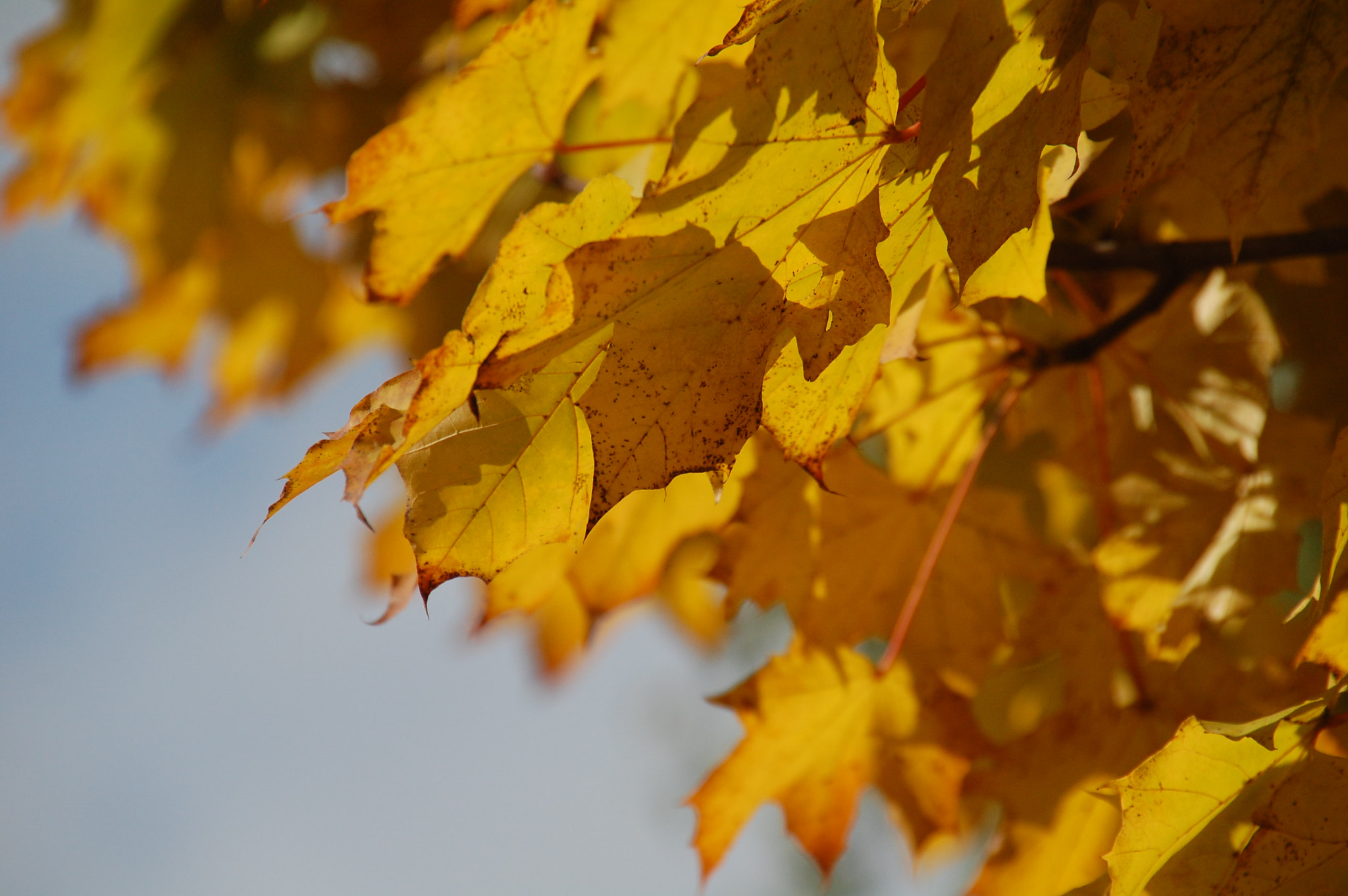 Nikon D40 sample photo. Autumn photography