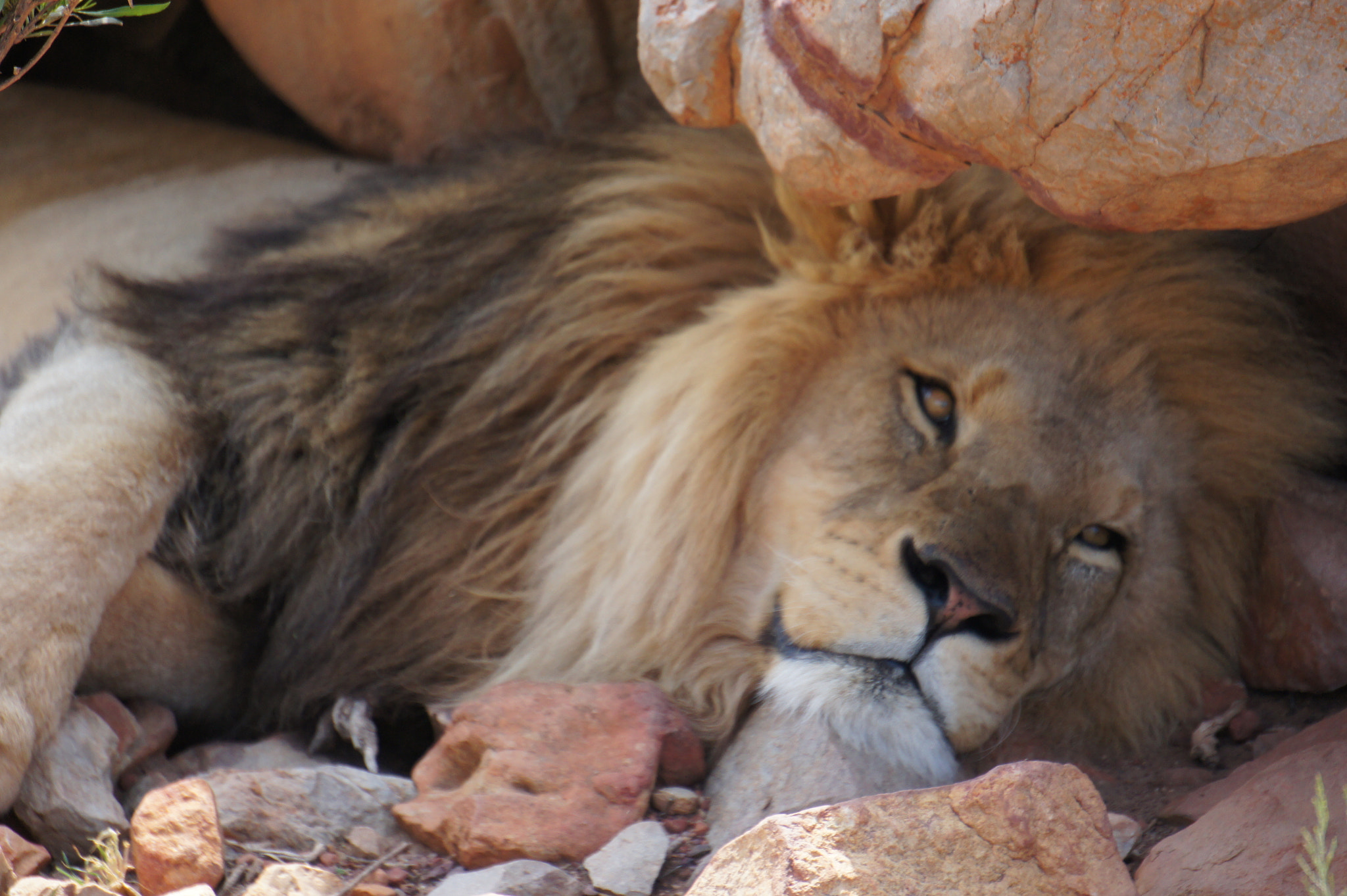 Sony Alpha NEX-5 sample photo. Lion on sleep photography