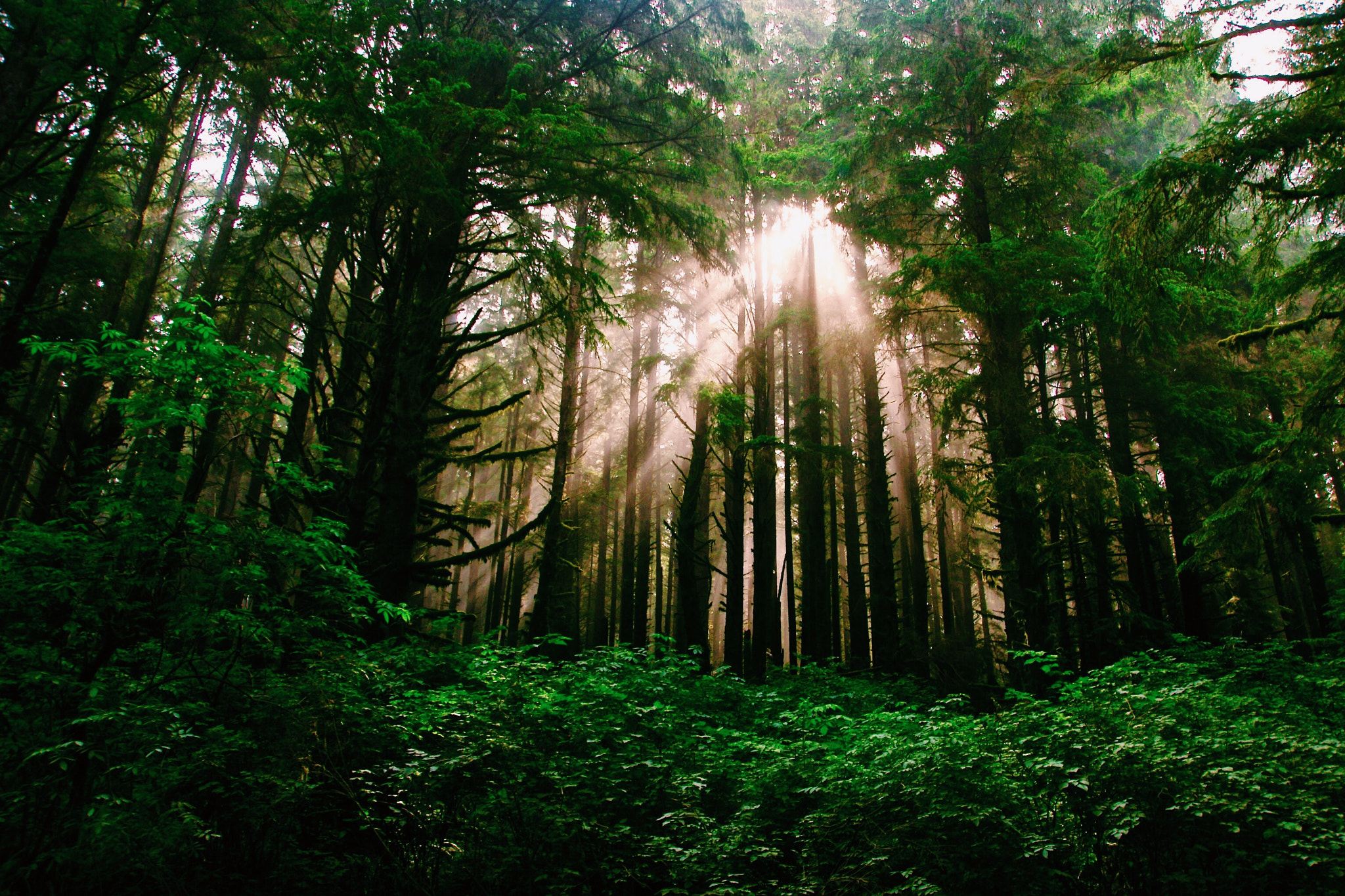 Pentax K-7 sample photo. Redwoods national park photography