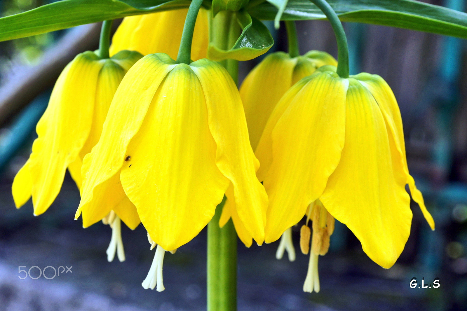 Sony Alpha DSLR-A550 + Minolta AF 50mm F3.5 Macro sample photo. Cloches jaunes photography