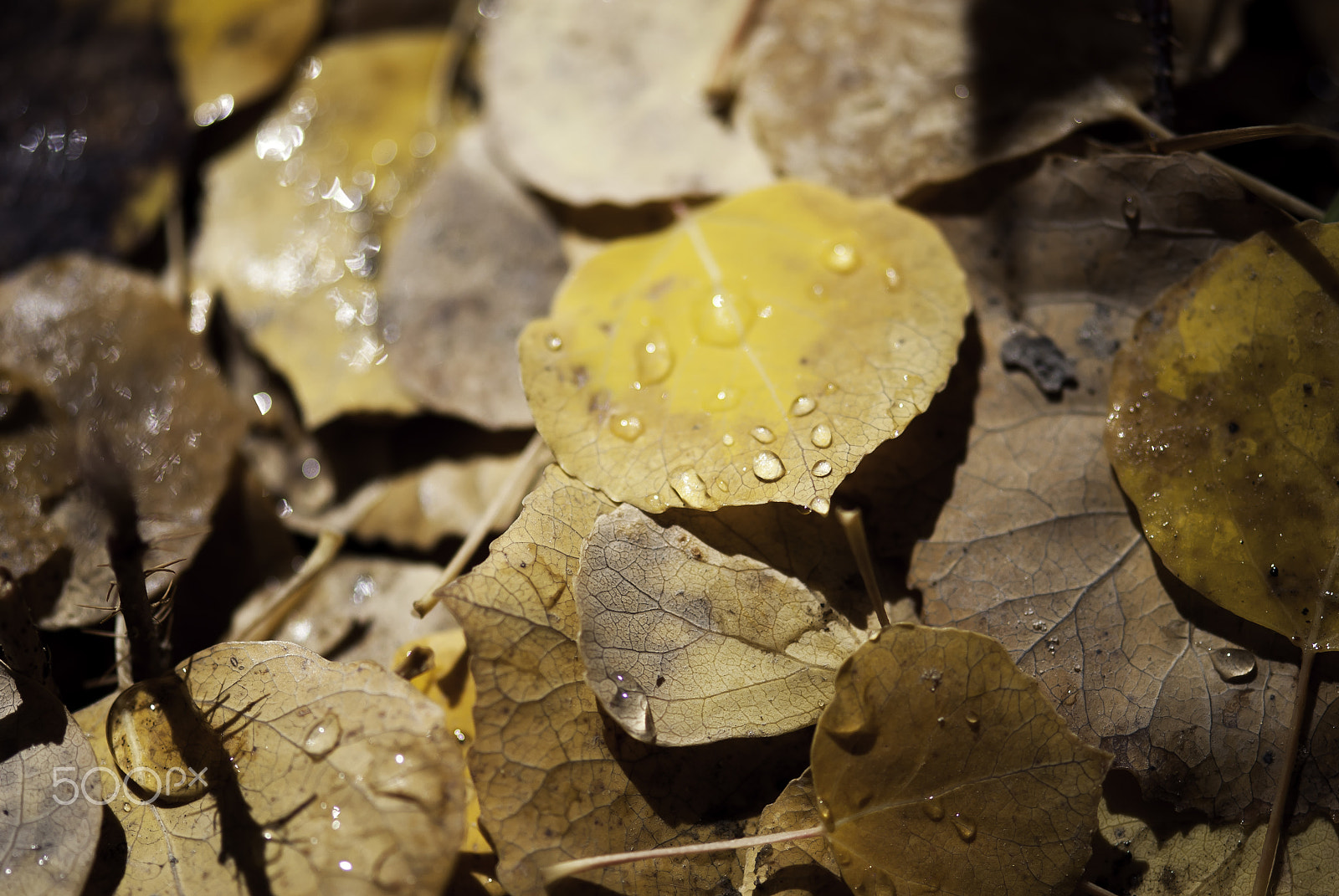 Nikon AF-S Micro-Nikkor 105mm F2.8G IF-ED VR sample photo. Fallen aspen leaves with dew photography