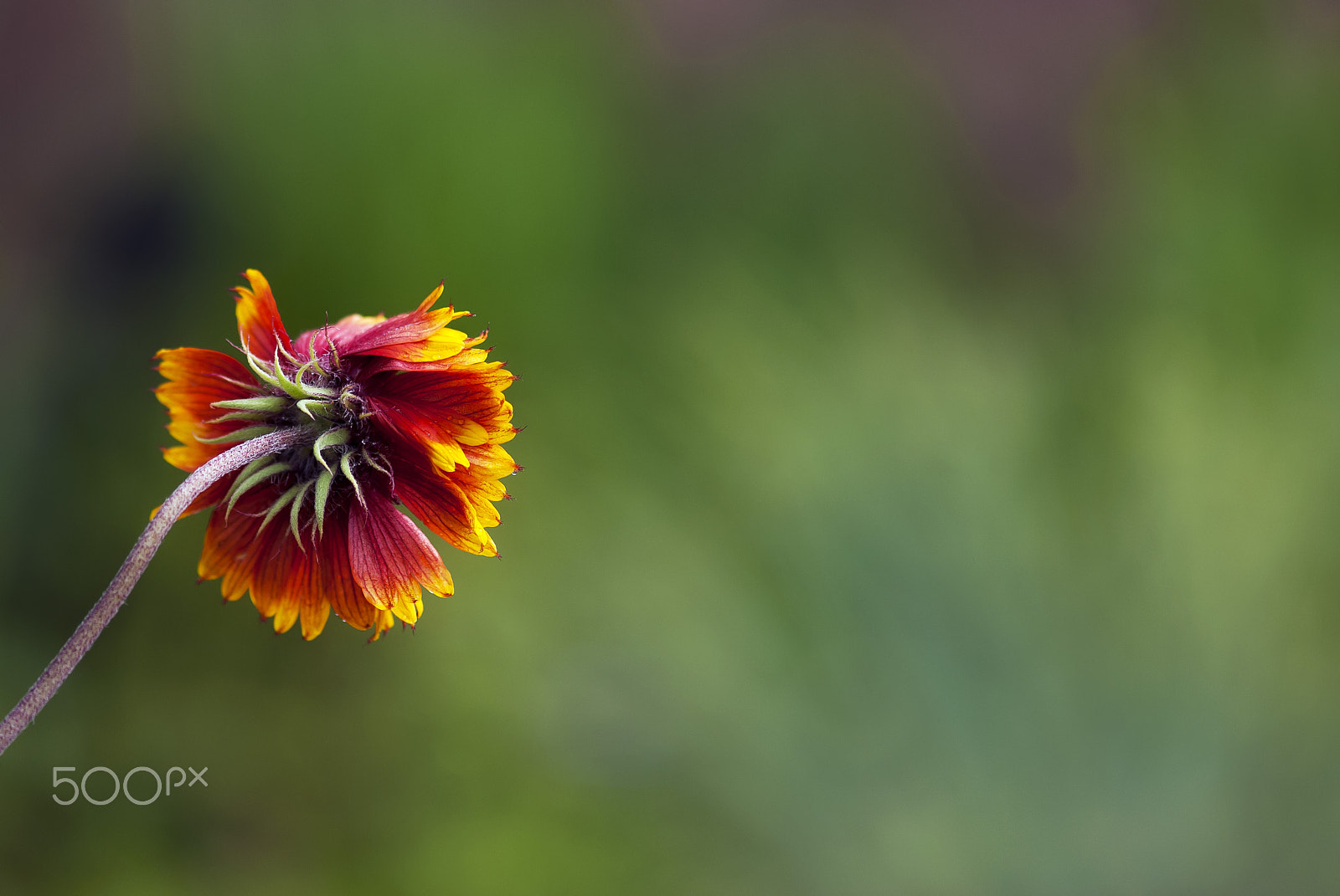 Nikon AF-S Micro-Nikkor 105mm F2.8G IF-ED VR sample photo. Flower facing away photography
