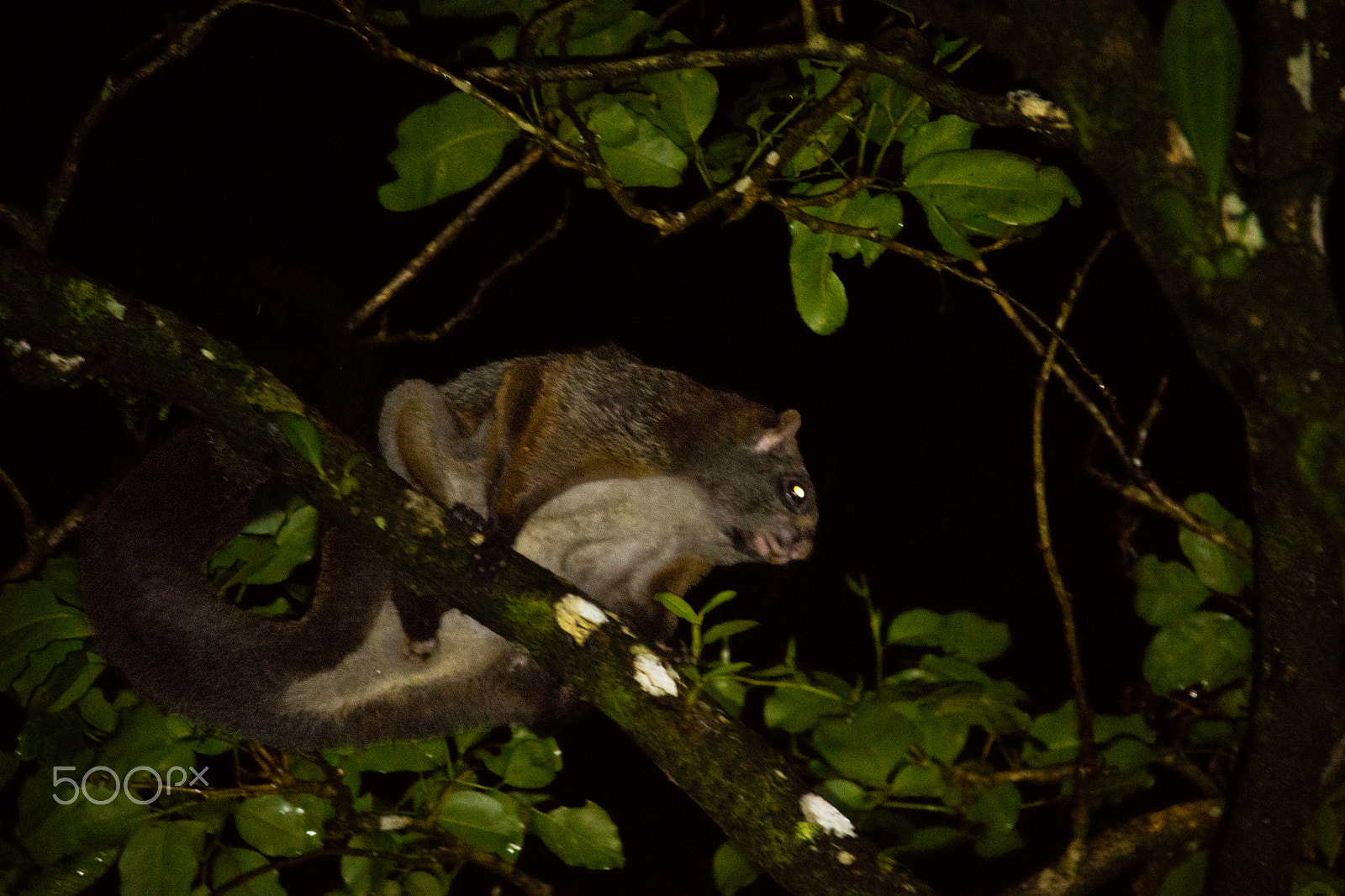 Sony SLT-A65 (SLT-A65V) sample photo. Indian giant flying squirrel photography