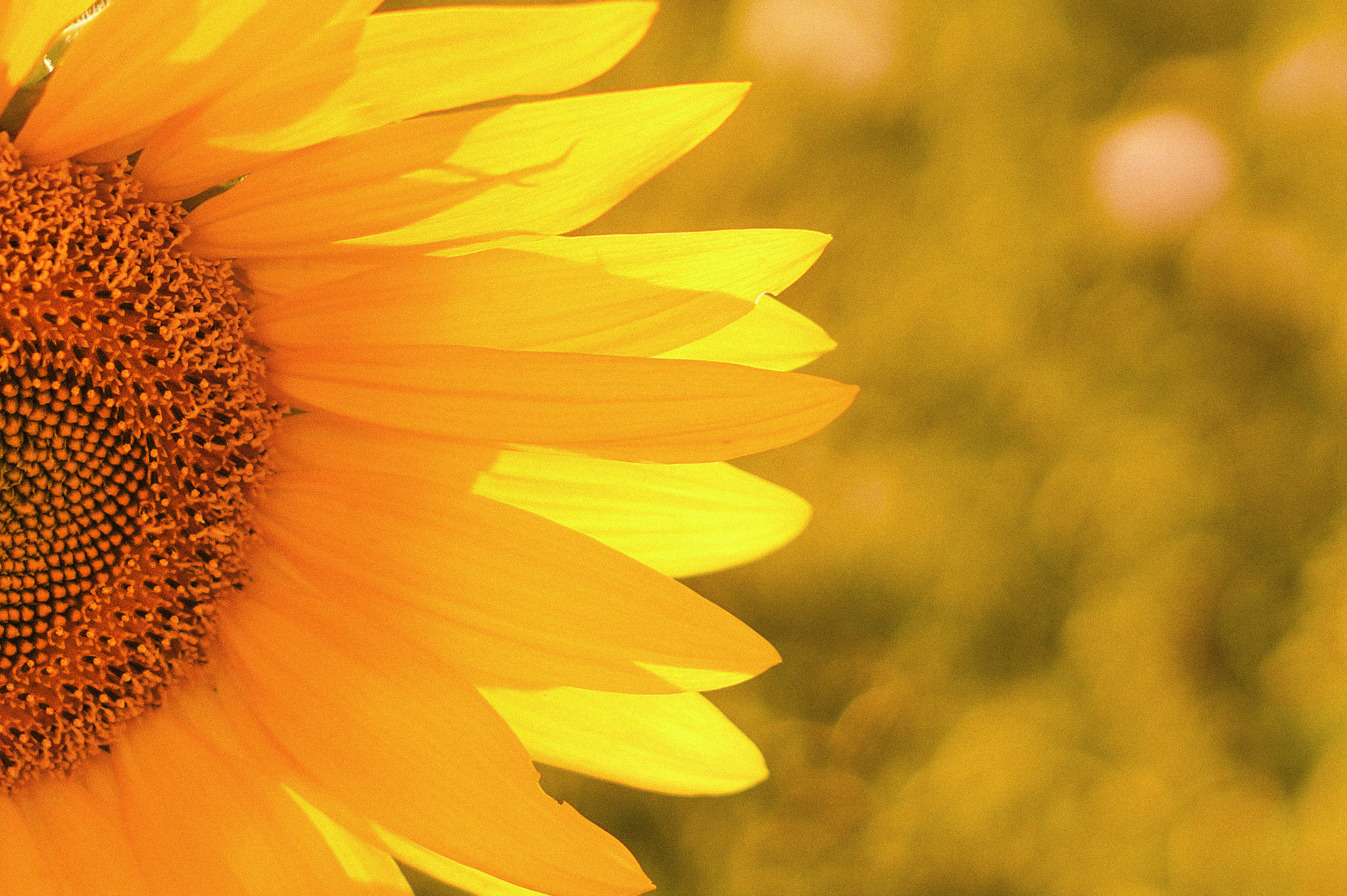 Sony Alpha a3000 sample photo. Soft like a feather photography