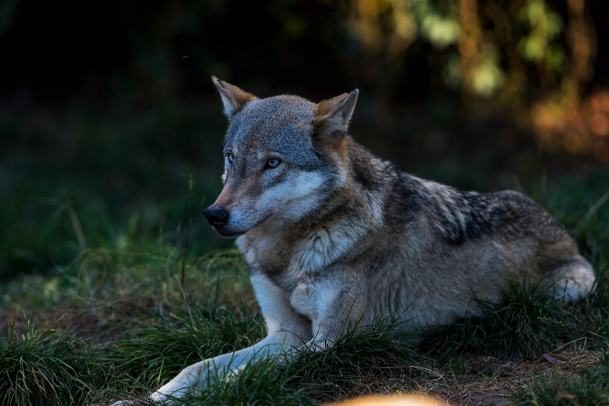 Canon EF 300mm F2.8L IS II USM sample photo. Uky.. photography