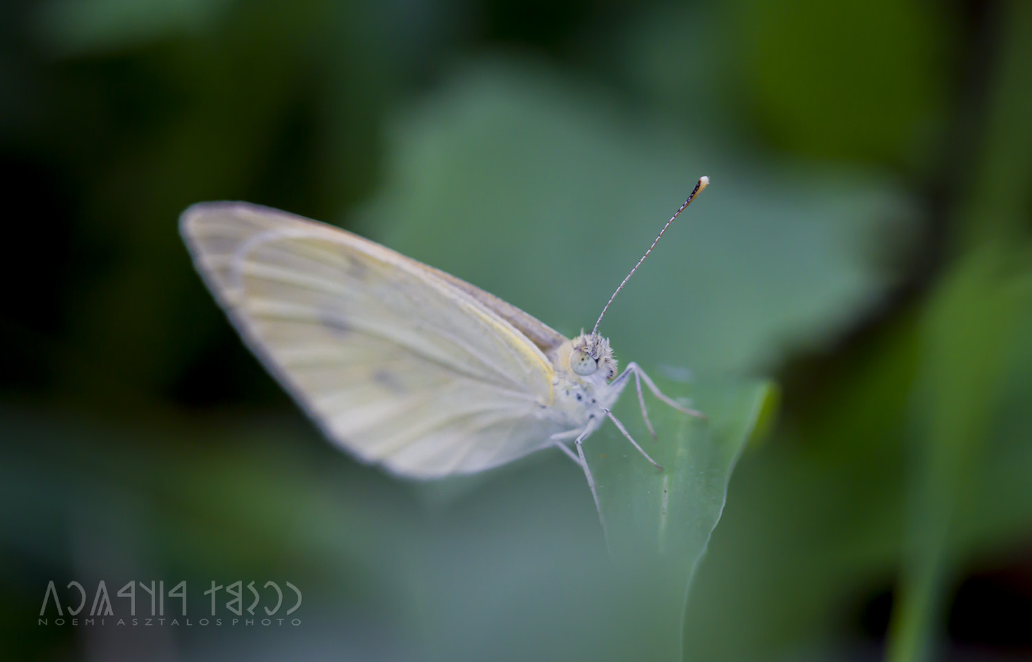 Canon EF 180mm F3.5L Macro USM sample photo. White wings photography