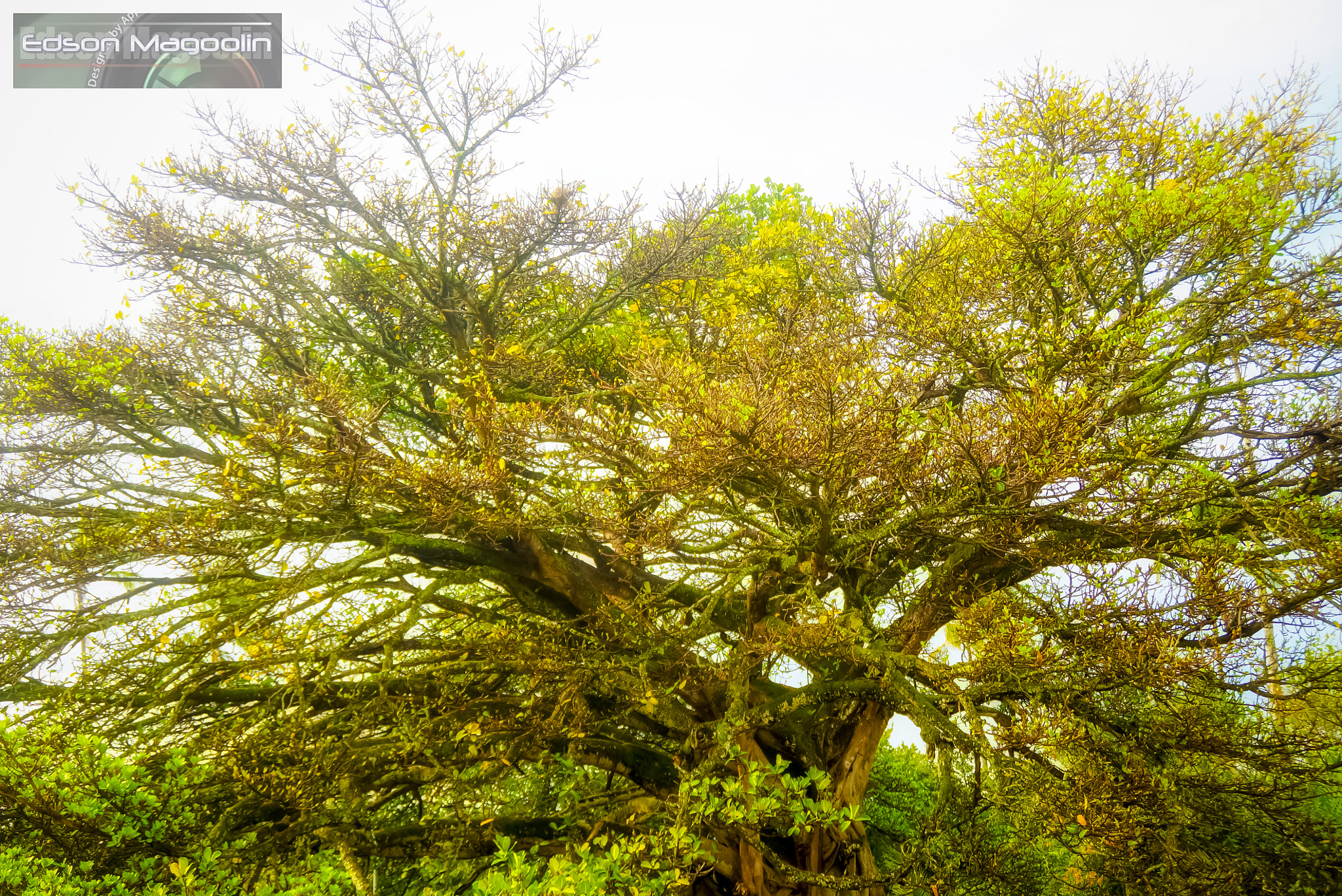 Sony DT 18-200mm F3.5-6.3 sample photo. O jardim secreto photography