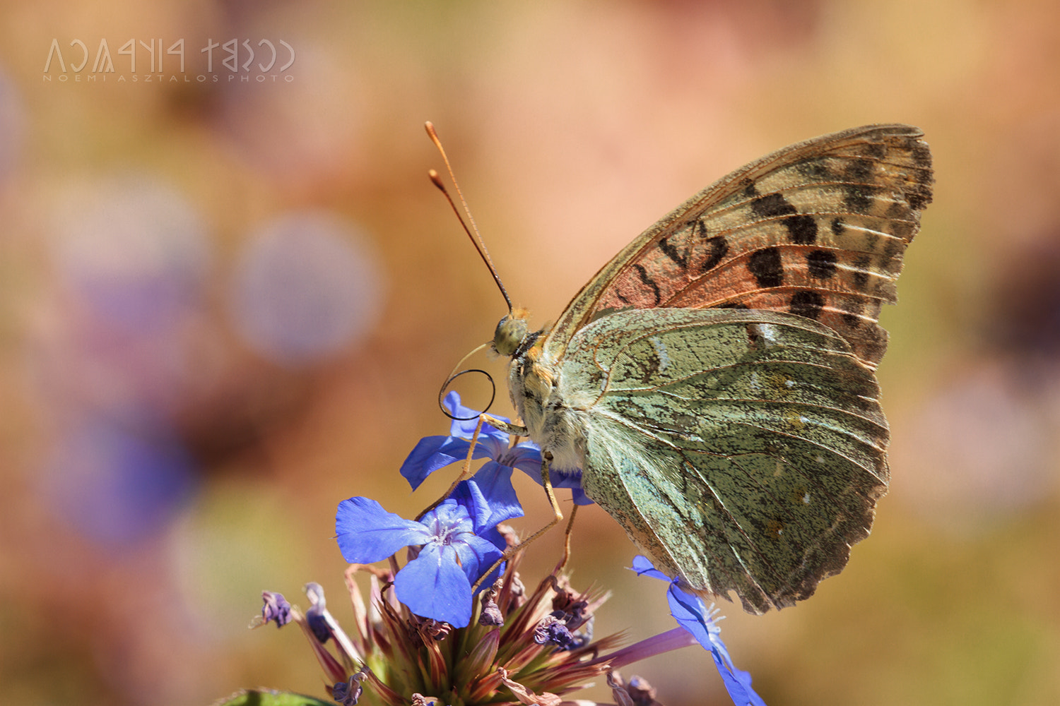 Canon EF 180mm F3.5L Macro USM sample photo. Colorful summer photography